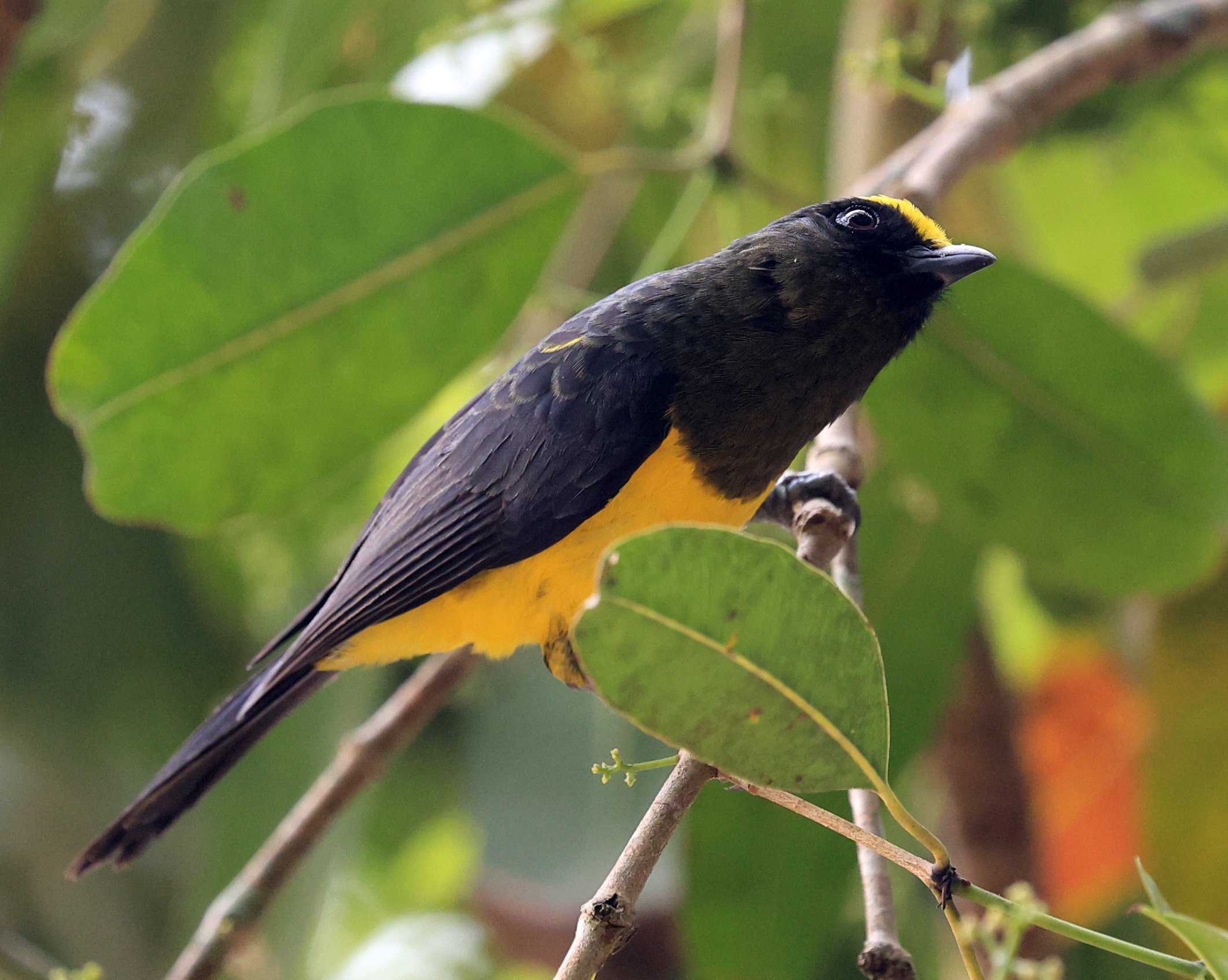 Sultan Tit (Melanochlora sultanea) Kaeng Krachan National Park ESS Expedition 2026(29).jpg