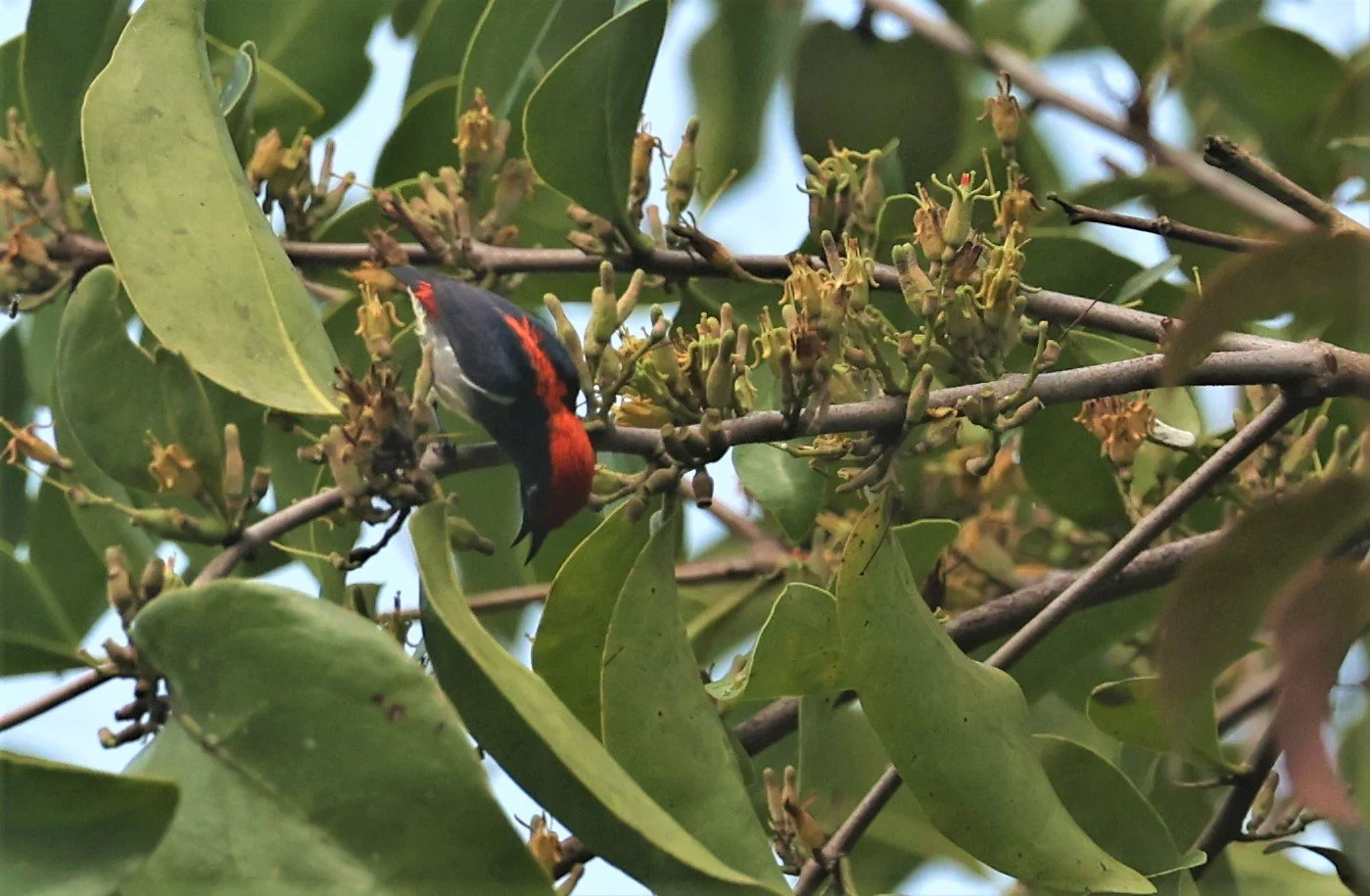 FLOWERPECKER - YELLOW-VENTED FLOWERPECKER - Dicaeum chrysorrheum - KRUNG CHING, KHAO LUANG NP NST, APRIL 2022 (6).jpg