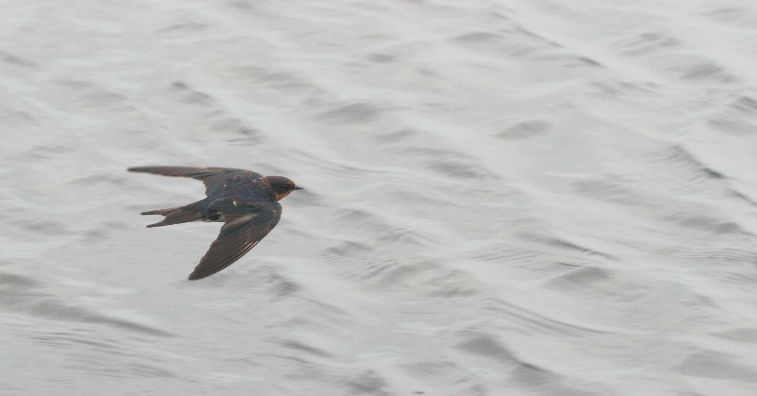 Barn Swallow (Hirundo rustica) Bueng Boraphet Thailand (4).JPG