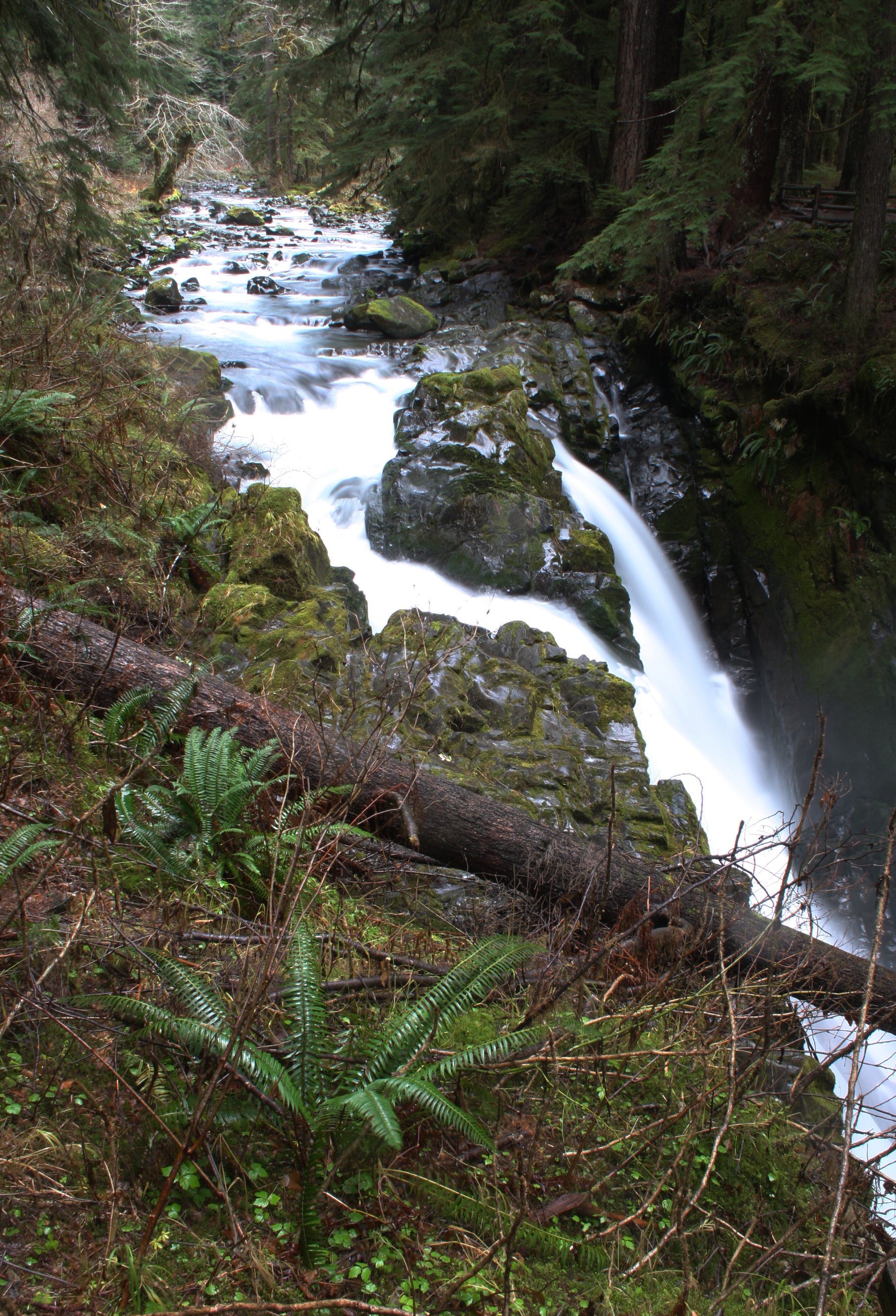 SOL DUC FALLS AND FOREST - ONP WA (66).JPG
