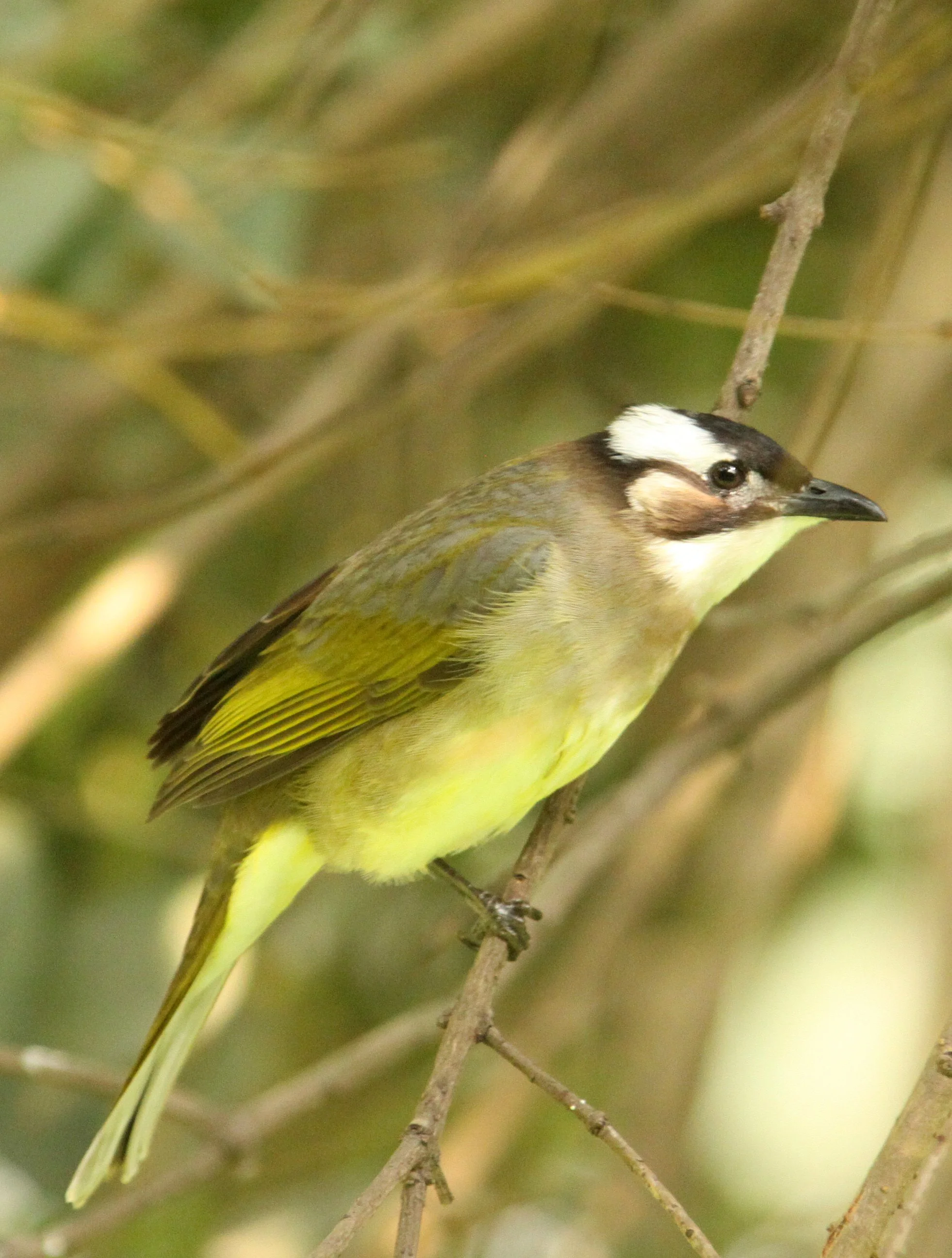 Chinese Bulbul (Pycnonotus sinensis) — Coke Smith Wildlife
