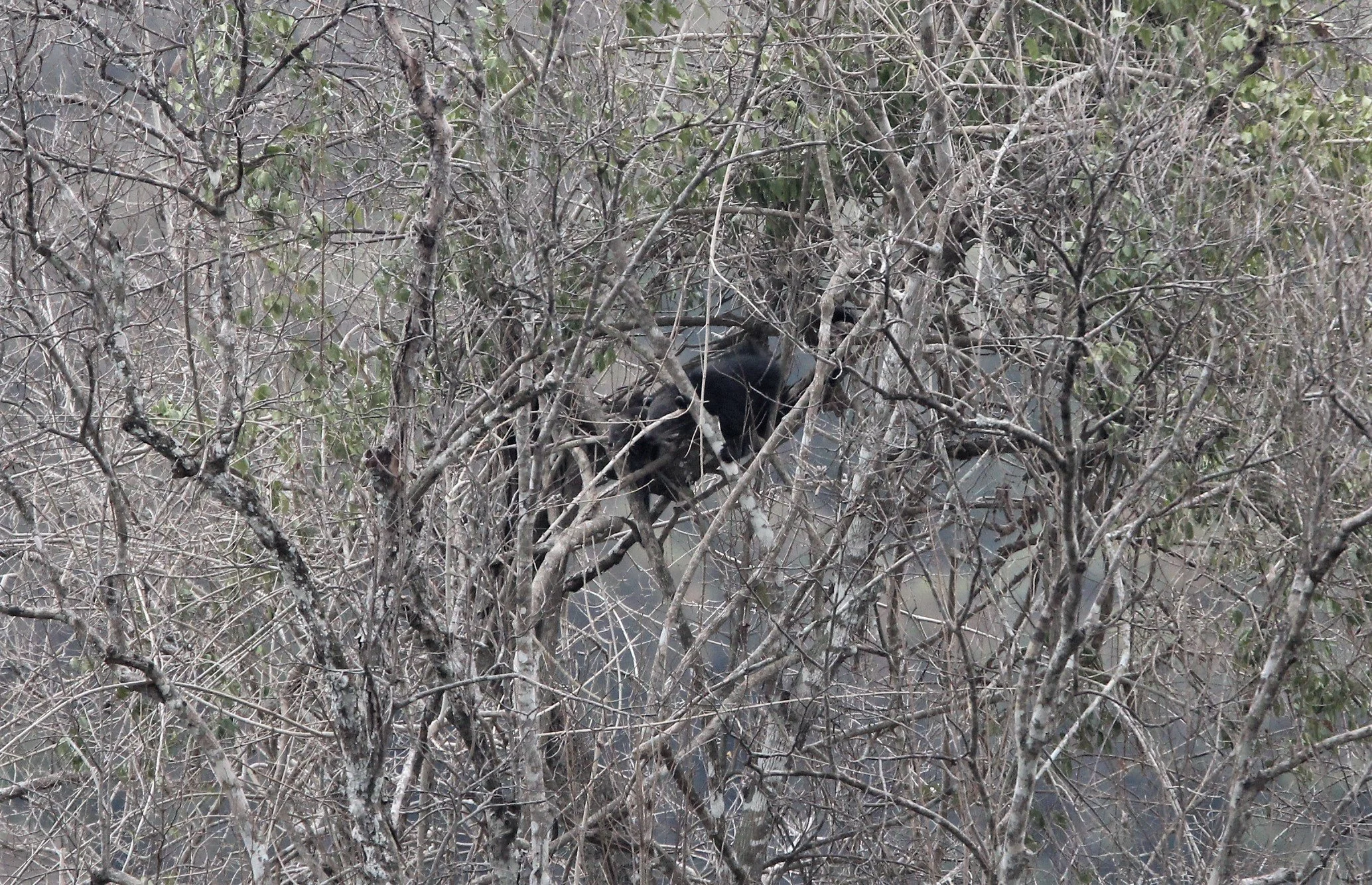 Arctictis binturong gairdneri - SIAMESE BINTURONG - KAENG KRACHAN (7).jpg