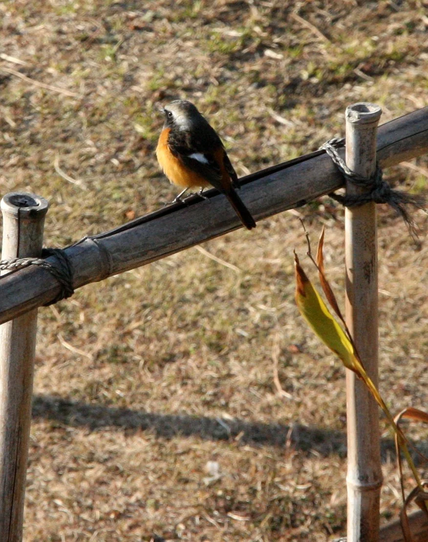 BIRD - REDSTART - DAURIAN REDSTART - SHIZUOKA COASTLINE JAPAN (2).JPG
