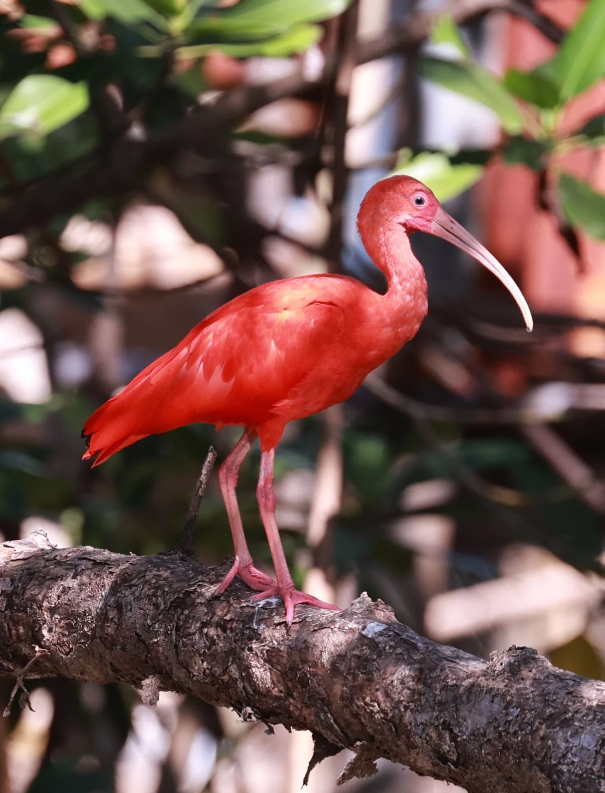 Ibis - Scarlet Ibis - Eudocimus ruber - 29 Songkaow Cafe, Chachoengsao Thailand (29).jpg