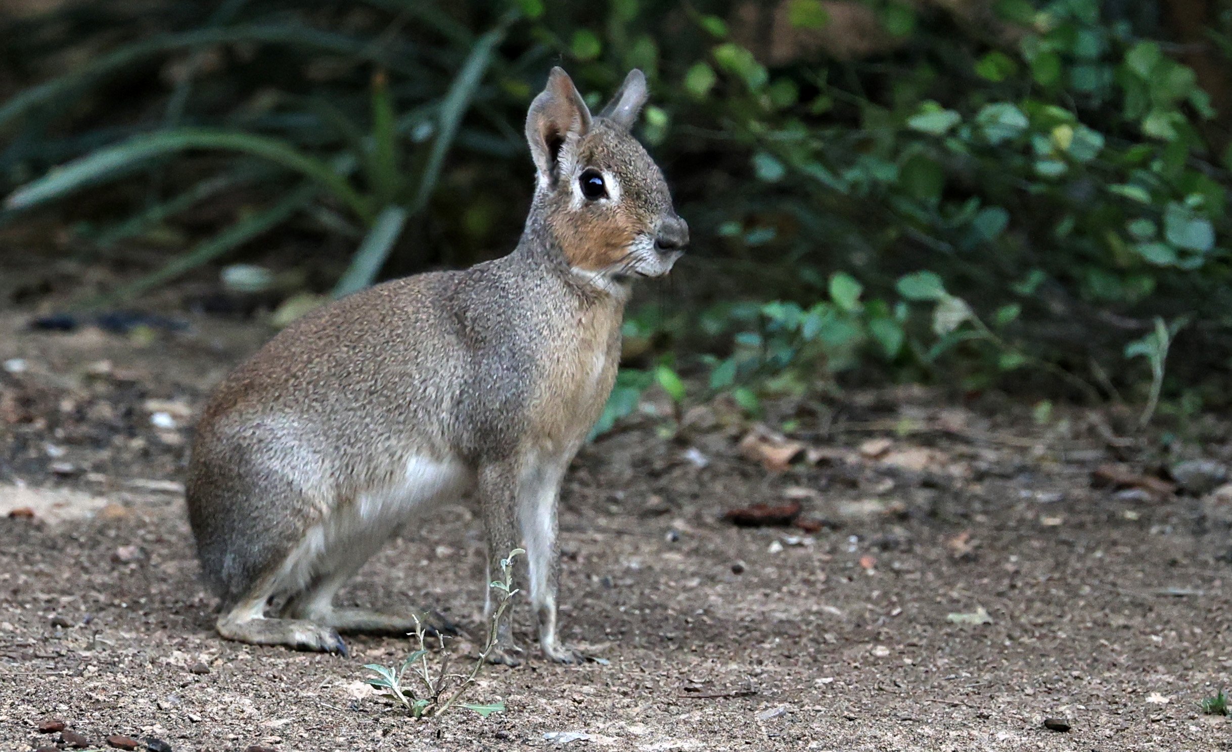 Chacoan Mara (Dolichotis salinicola) Hotel Campestre Iparoma Paraguay (36).jpg