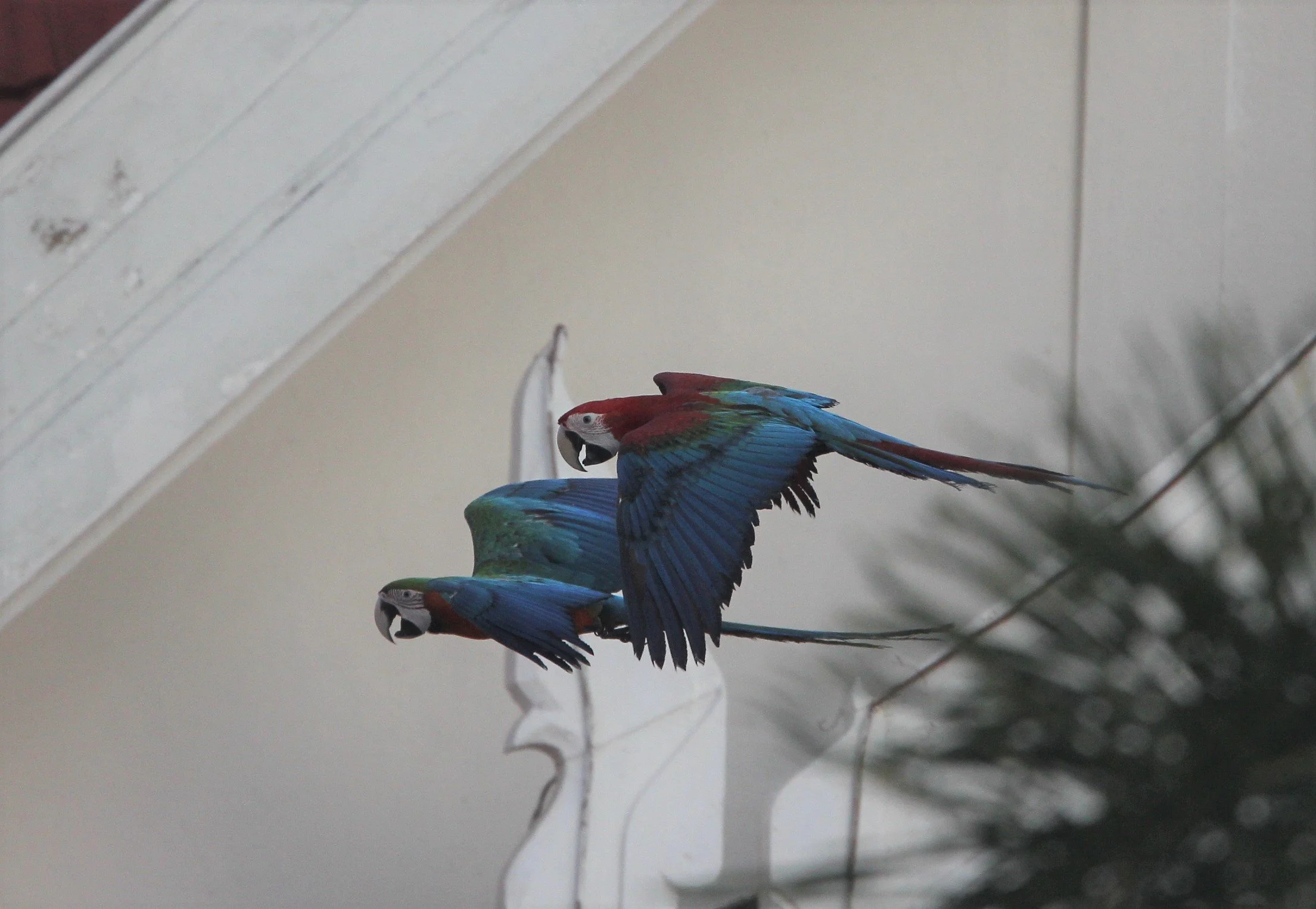 BIRD - MACAW - SCARLET MACAW - PAK NAM THAILAND.jpg
