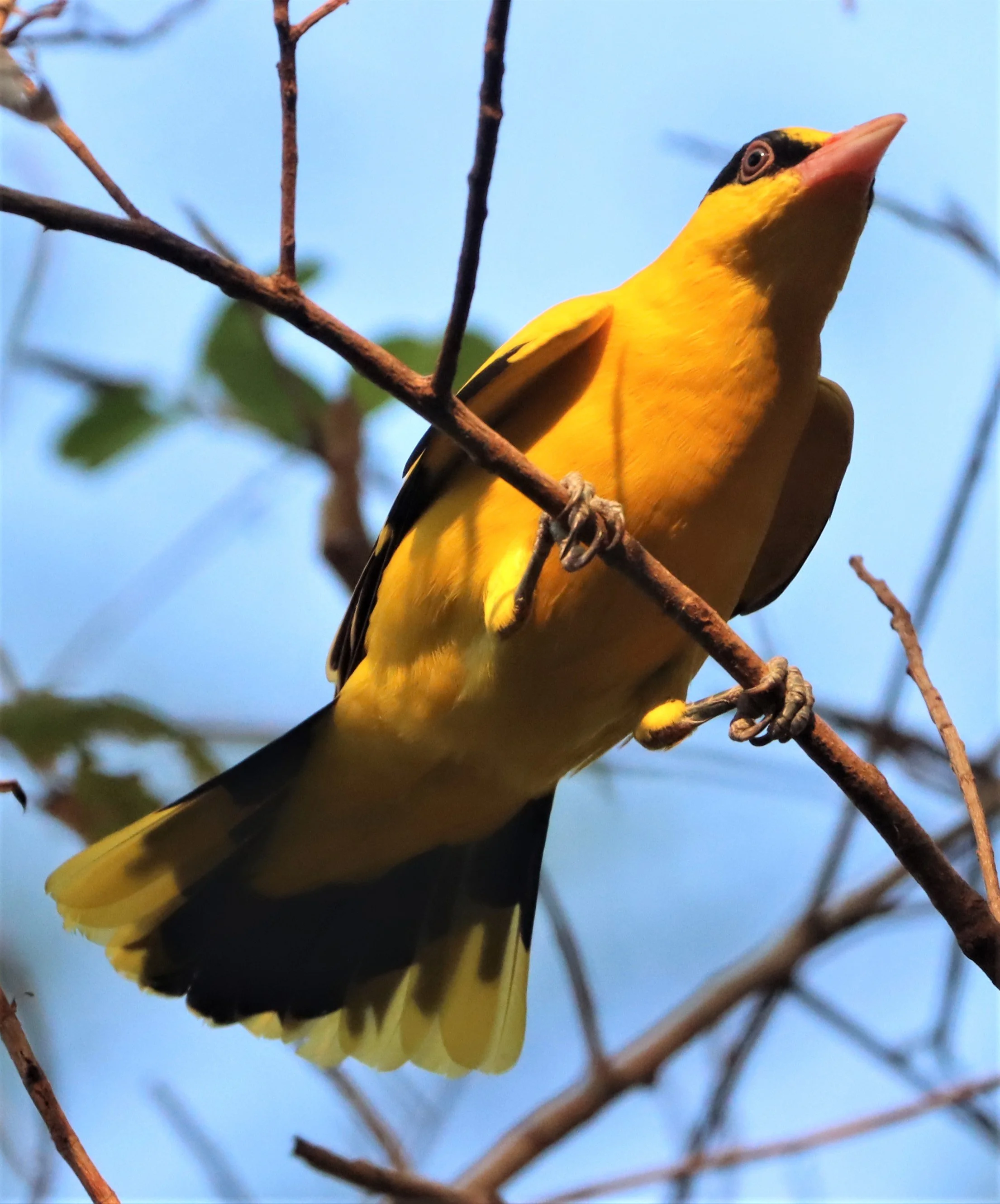 Black-napped Oriole (Oriolus chinensis) Rama 9 Park Bangkok (11).jpg