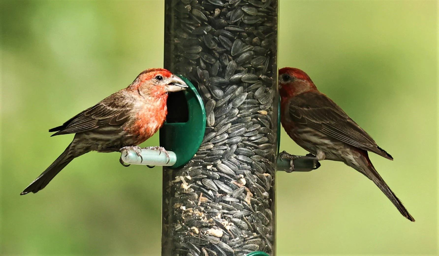 House Finch (Haemorhous mexicanus) Cave Creek Arizona (14).jpg