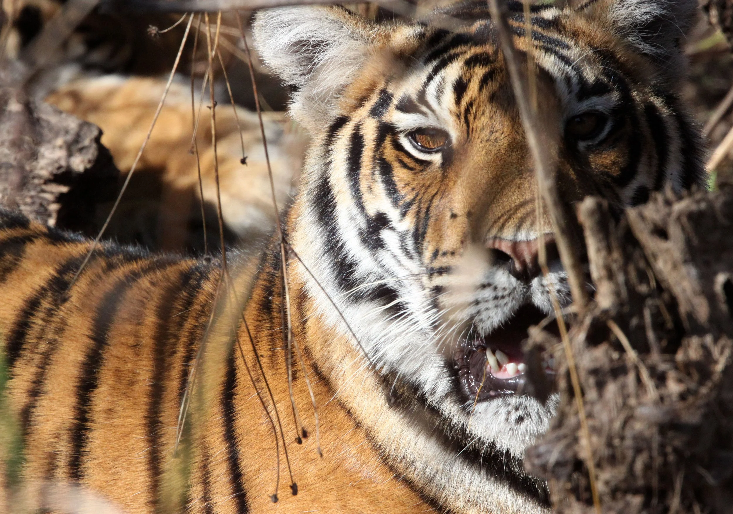 Panthera tigris tigris - BENGAL TIGER - KANHA NATIONAL PARK MADHYA PRADESH INDIA (103).JPG