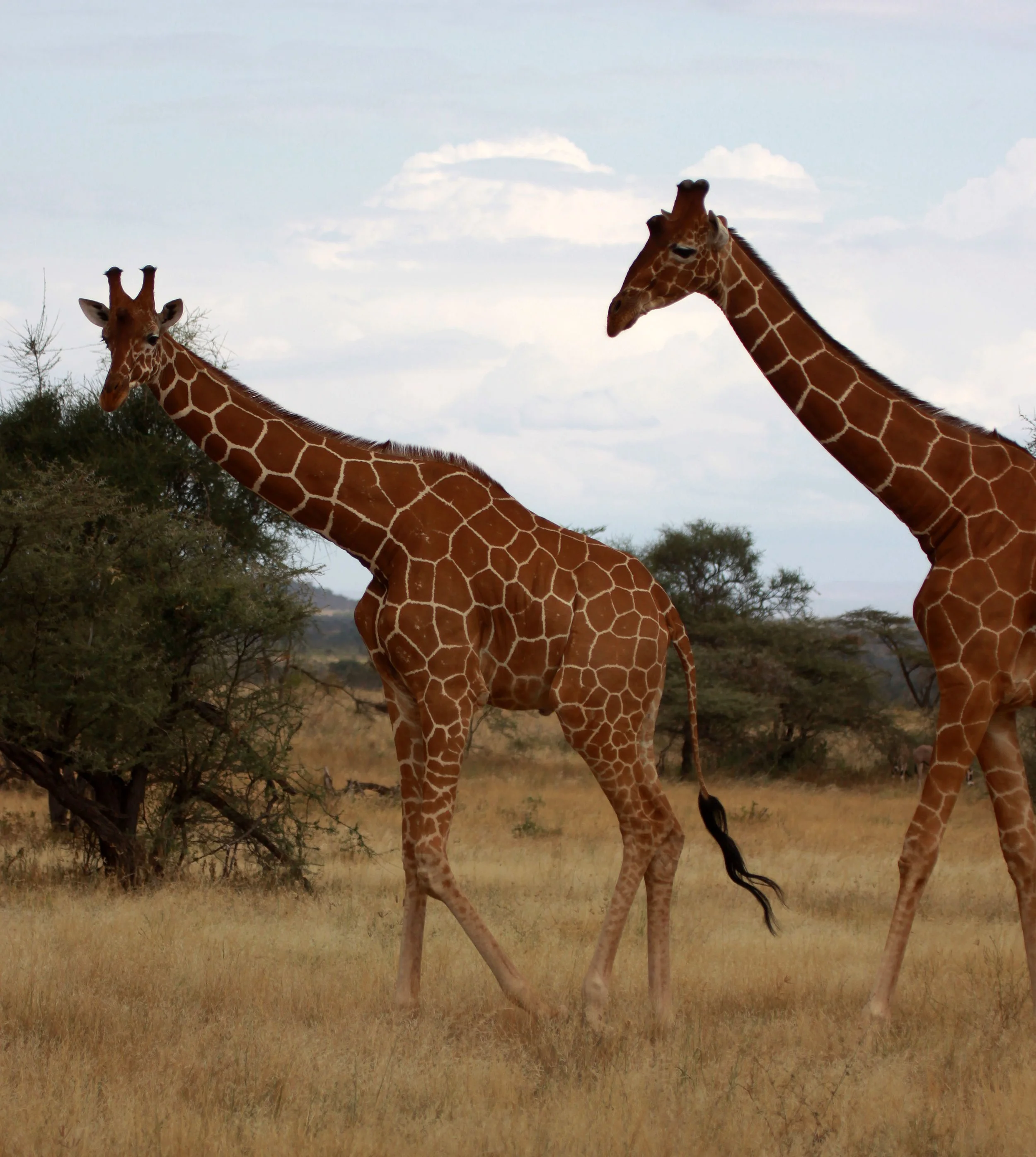 GIRAFFE - RETICULATED GIRAFFE - SAMBURU NATIONAL RESERVE KENYA (19).JPG
