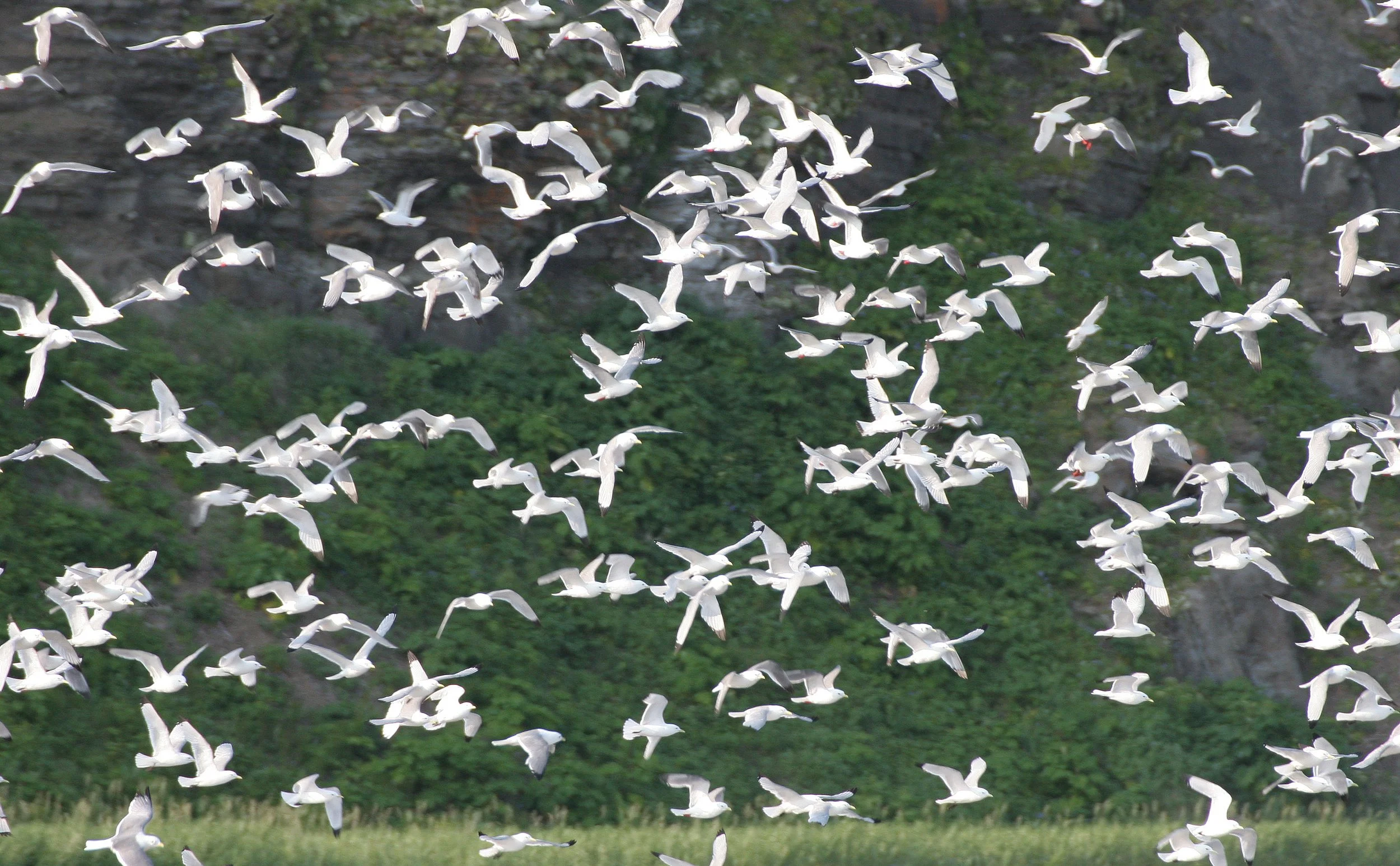 BIRD - KITTIWAKE - RED-LEGGED - COMMANDORSKY (4).jpg