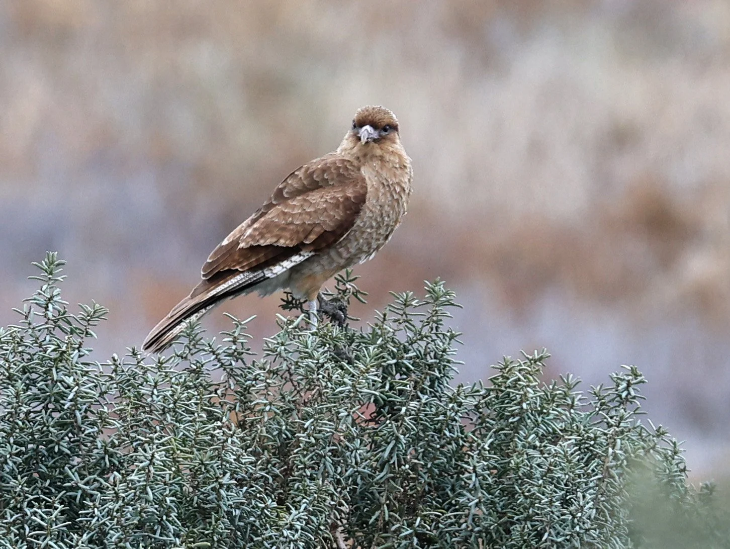 Chimango Caracara (Daptrius chimango) Lagunas del Ornitólogo, Trelew Argentina (8).jpg