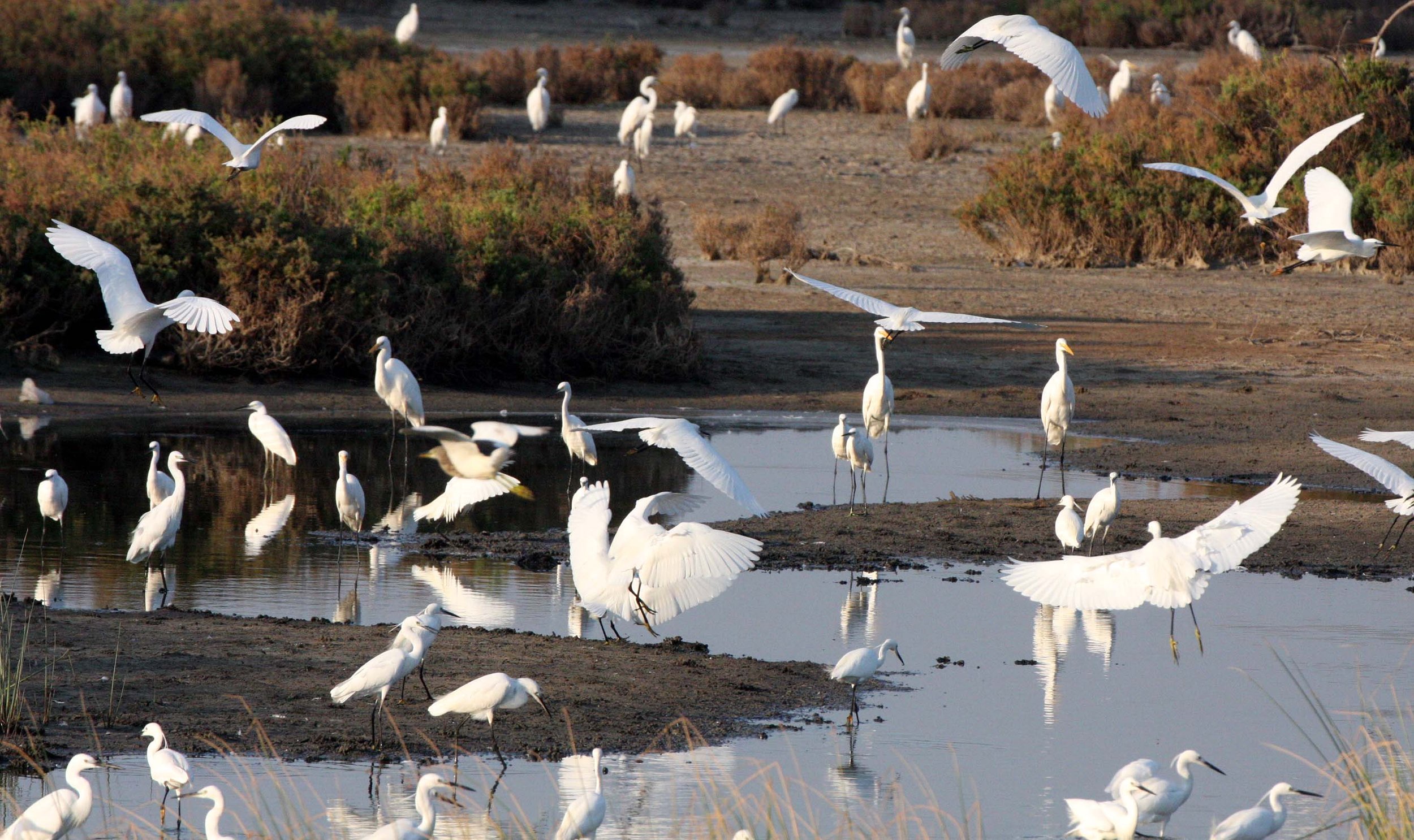 EGRET - EASTERN GREAT EGRET - Ardea (alba) modesta -  & LITTLE EGRETS IN MIXED FLOCK - BUENG BORAPHET THAILAND (23).JPG