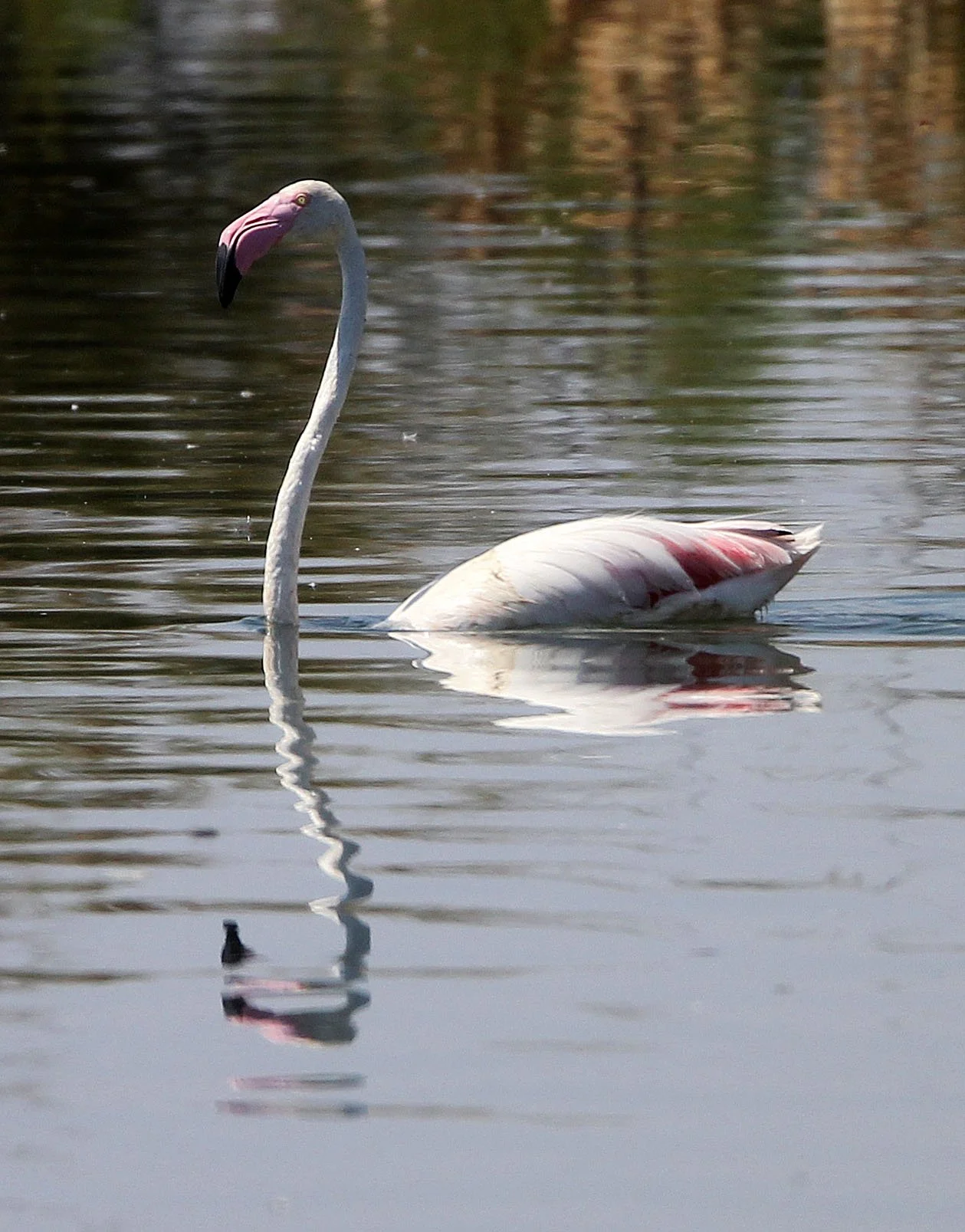 Phoenicopterus roseus - Greater Flamingo - Laguna Dulce Spain (15).JPG