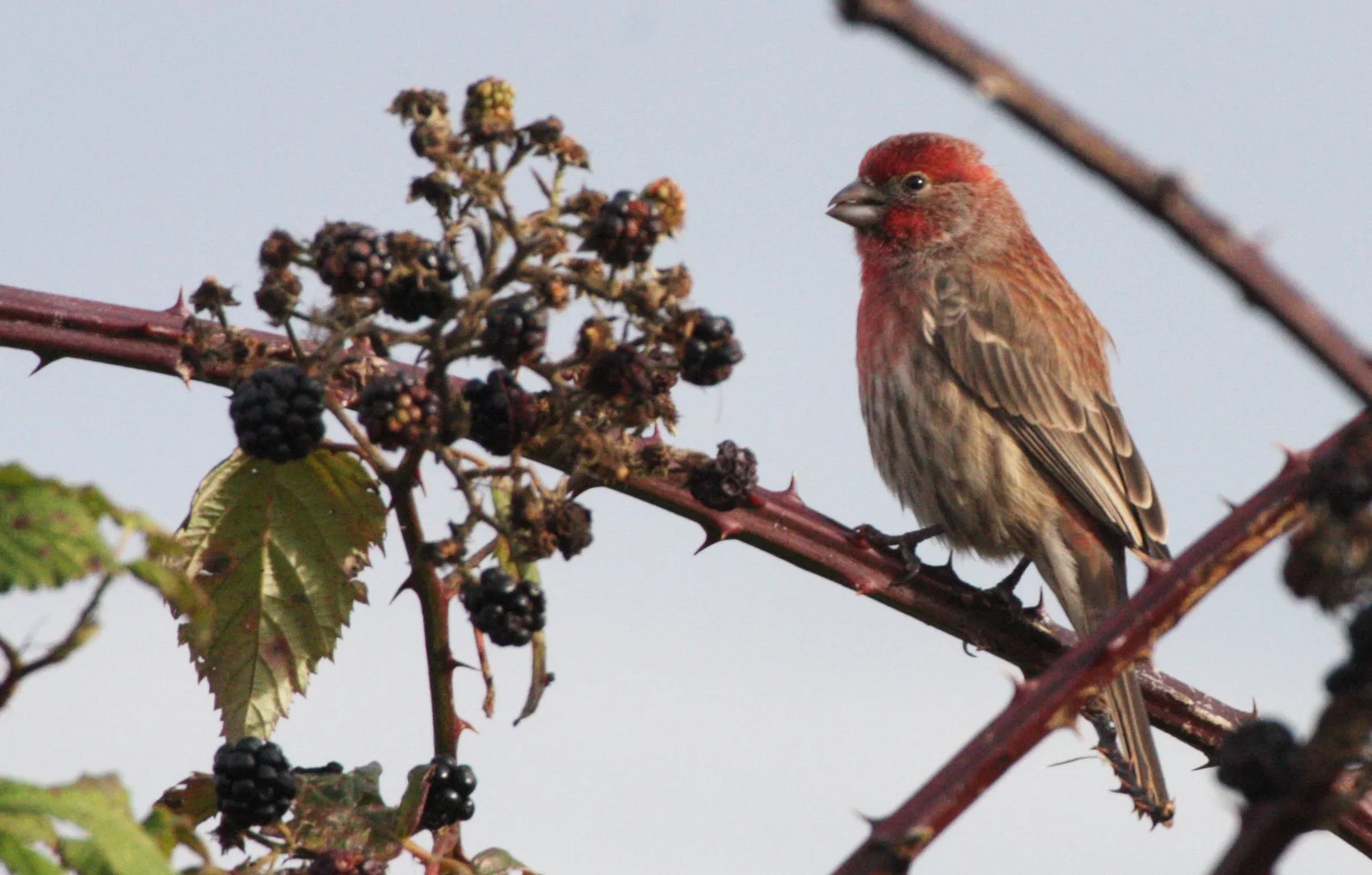House Finch (Haemorhous mexicanus) Jamestown Washington (8).JPG