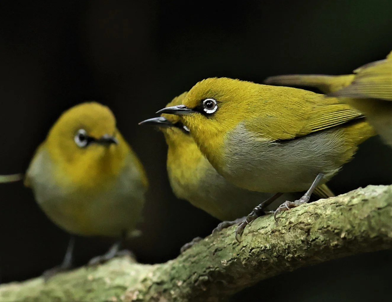 Indian White-eye (Zosterops palpebrosus) Doi Inthanon NP Chiang Mai (7).JPG