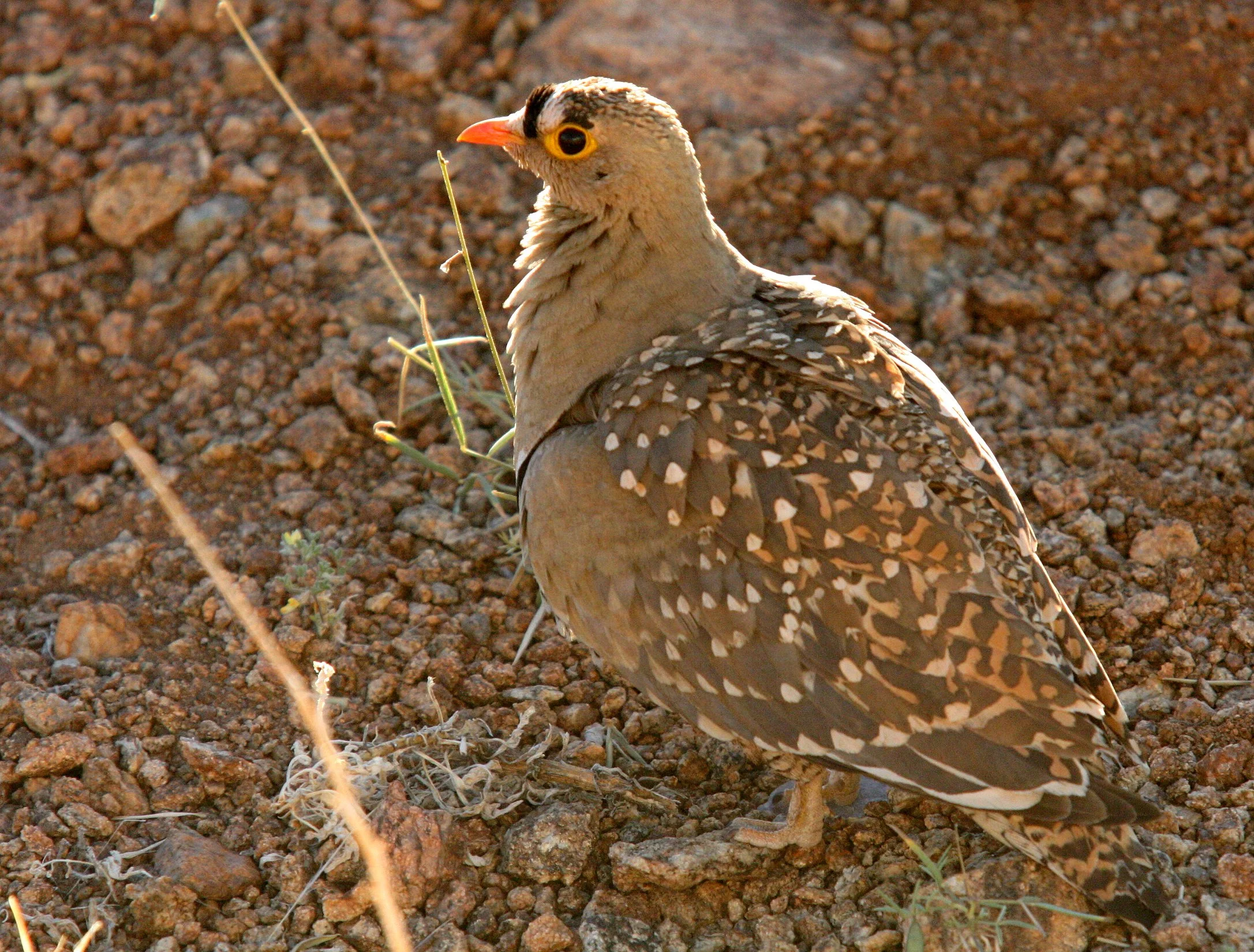 Double-banded Sandgrouse (Pterocles bicinctus) Augrabies Falls NP South Africa (3).JPG