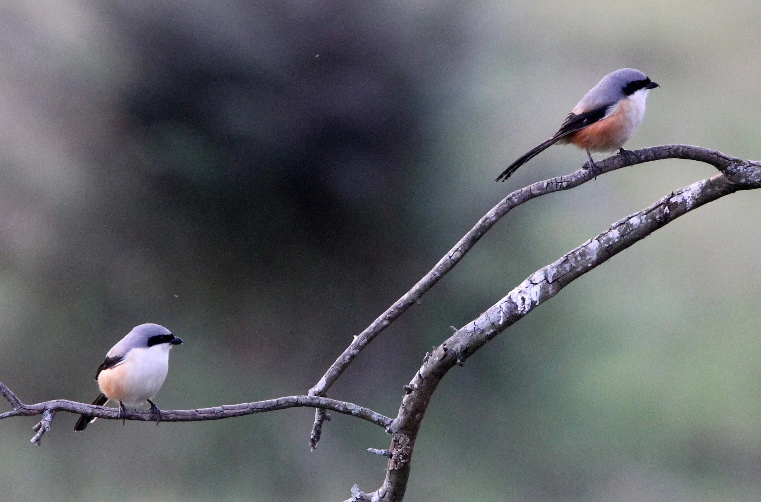Long-tailed Shrike (Lanius schach) Valparai Kerala India (2).JPG