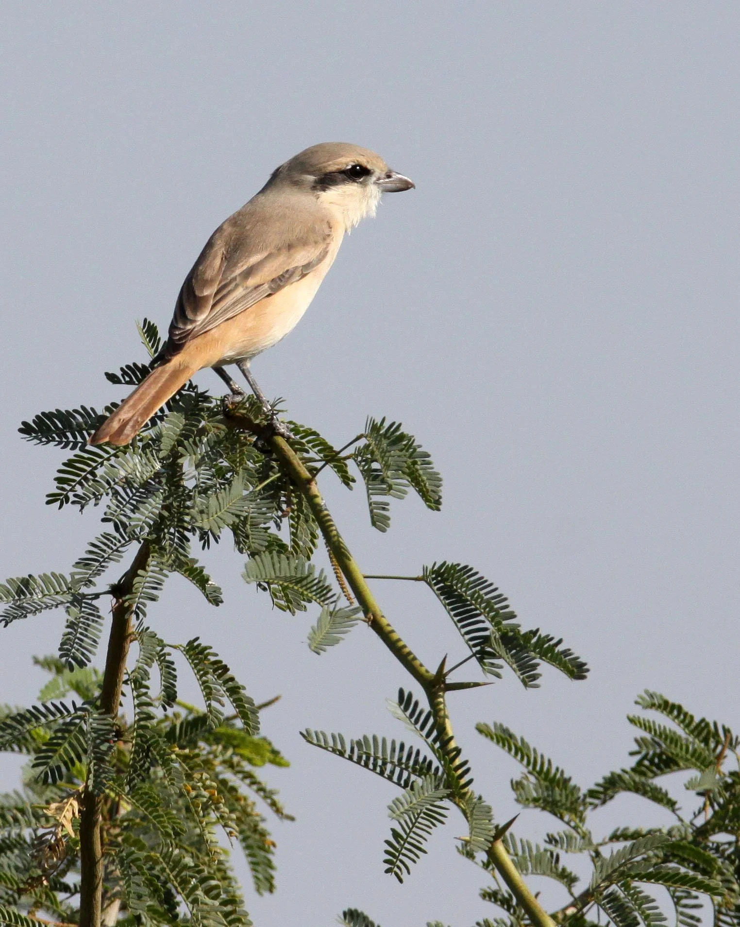Grey-backed Shrike (Lanius tephronotus) Little Rann of Kutch Gujarat India (1).JPG