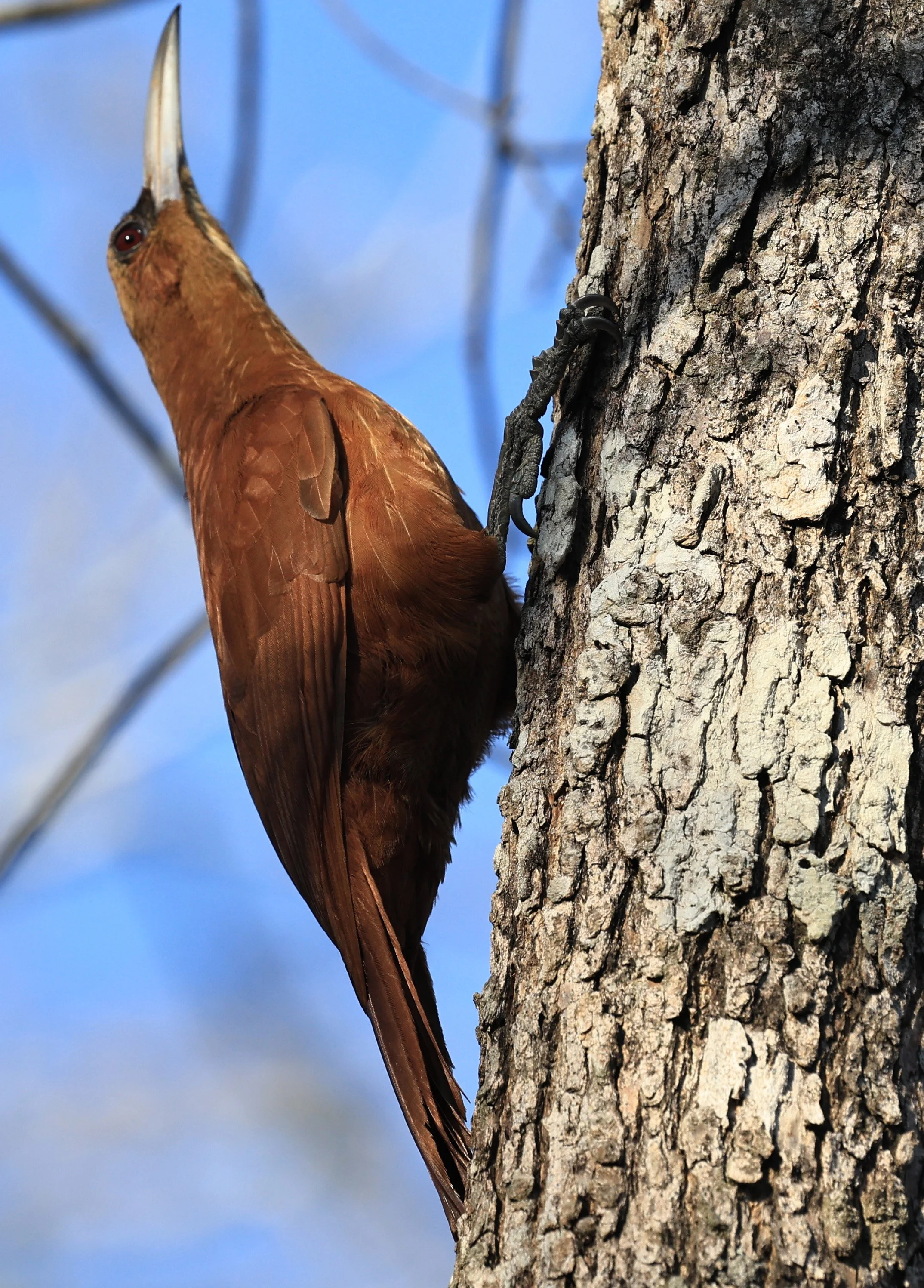 Great Rufous Woodcreeper (Xiphocolaptes major) Agua Dulce Paraguay (2).jpg