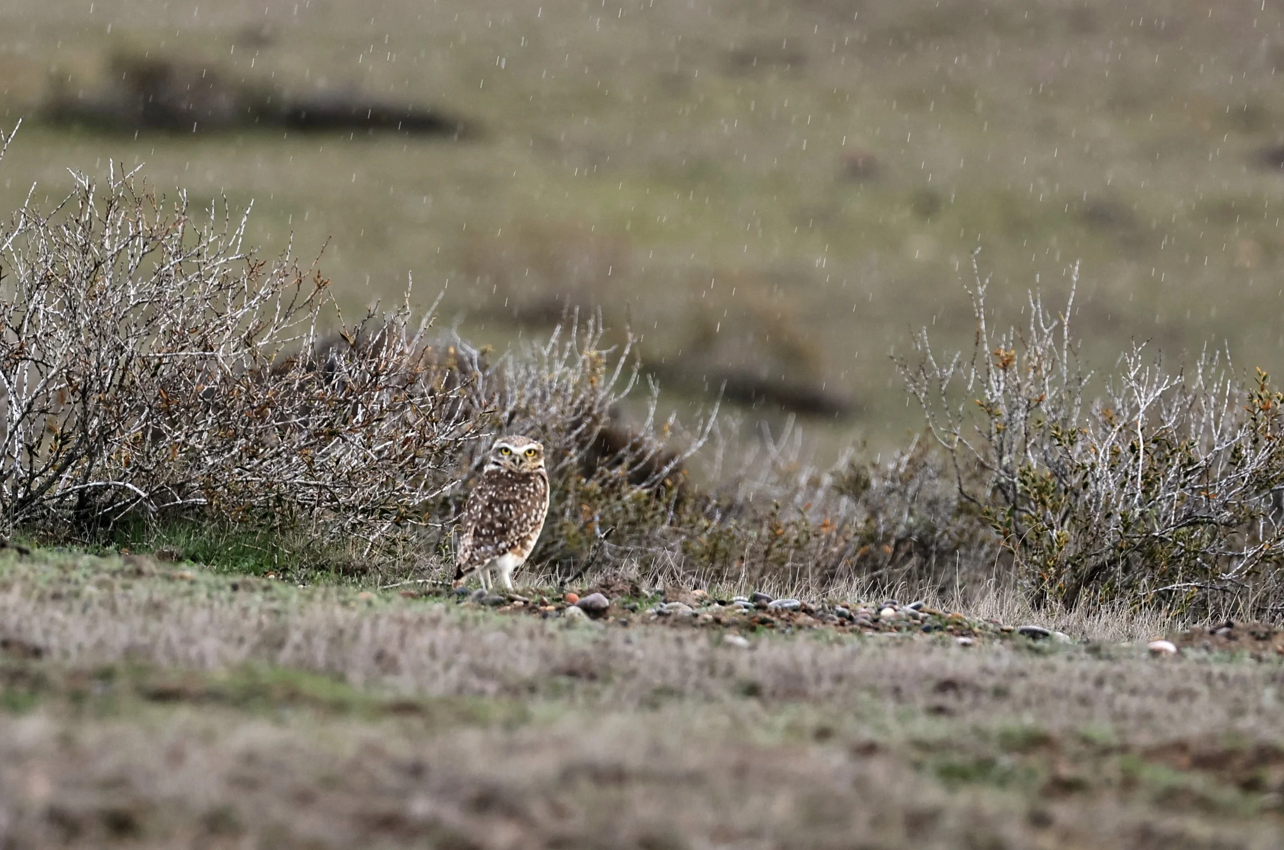 Burrowing Owl (Athene cunicularia) Valdes Peninsula, Chubut Province, Argentina Day 2 (2).jpg