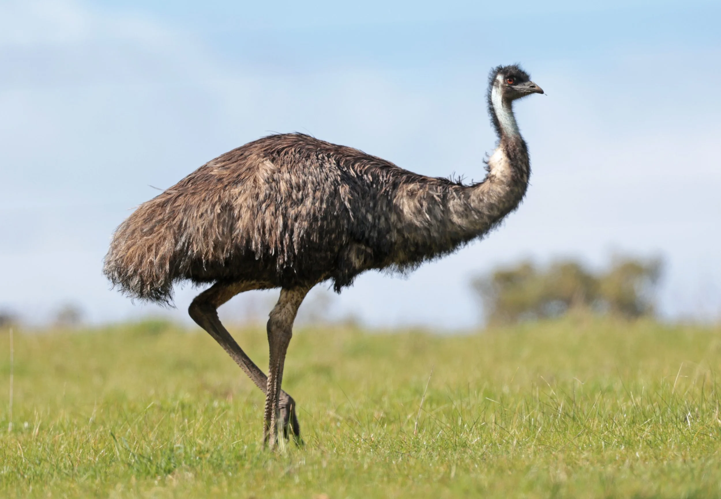 Emu (Dromaius novaehollandiae) Mt Frankland NP - Western Australia (56).jpg