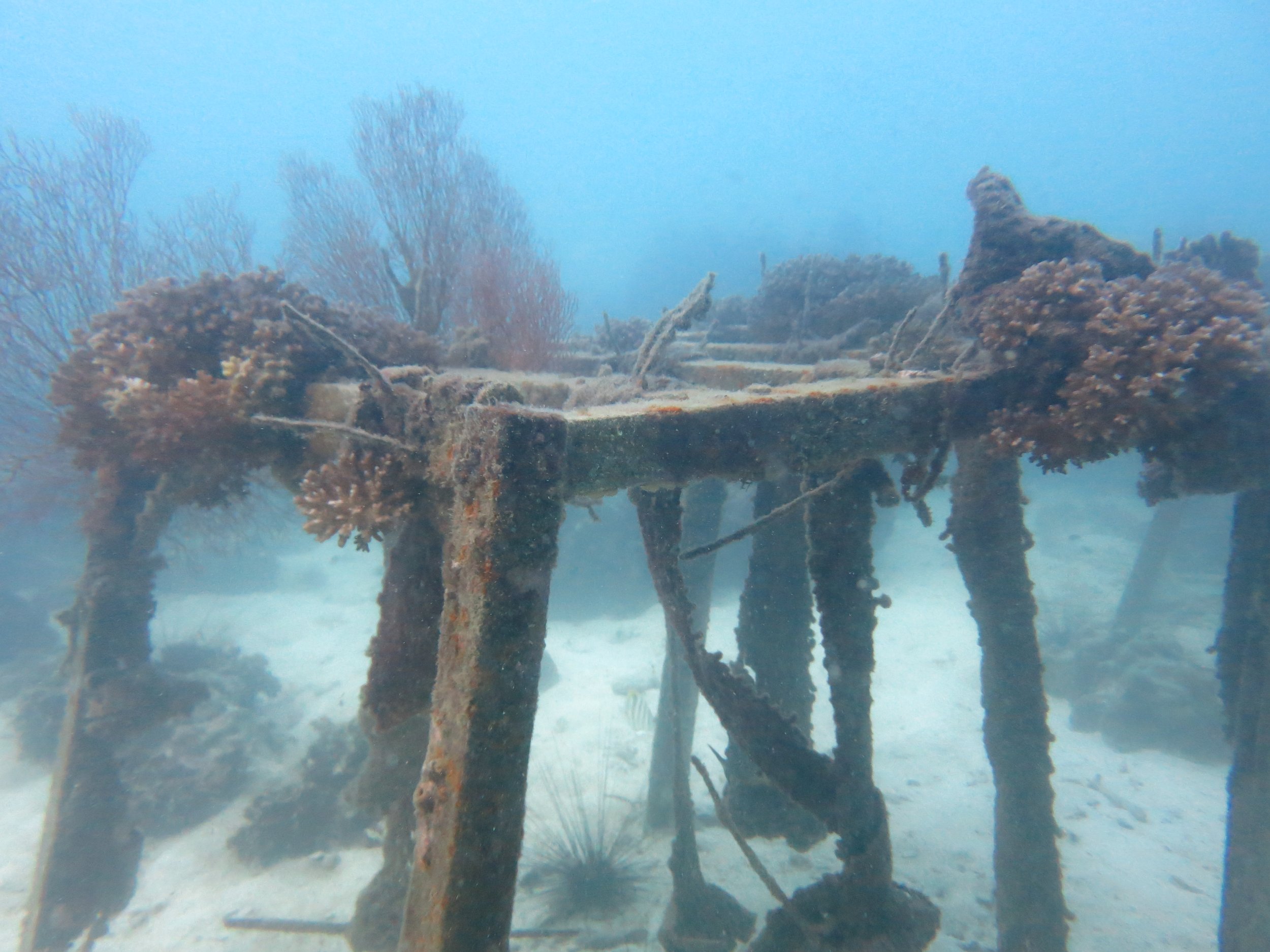 2016 BPS Satthahip Dive Trip with Marine Conservation Club (12).JPG