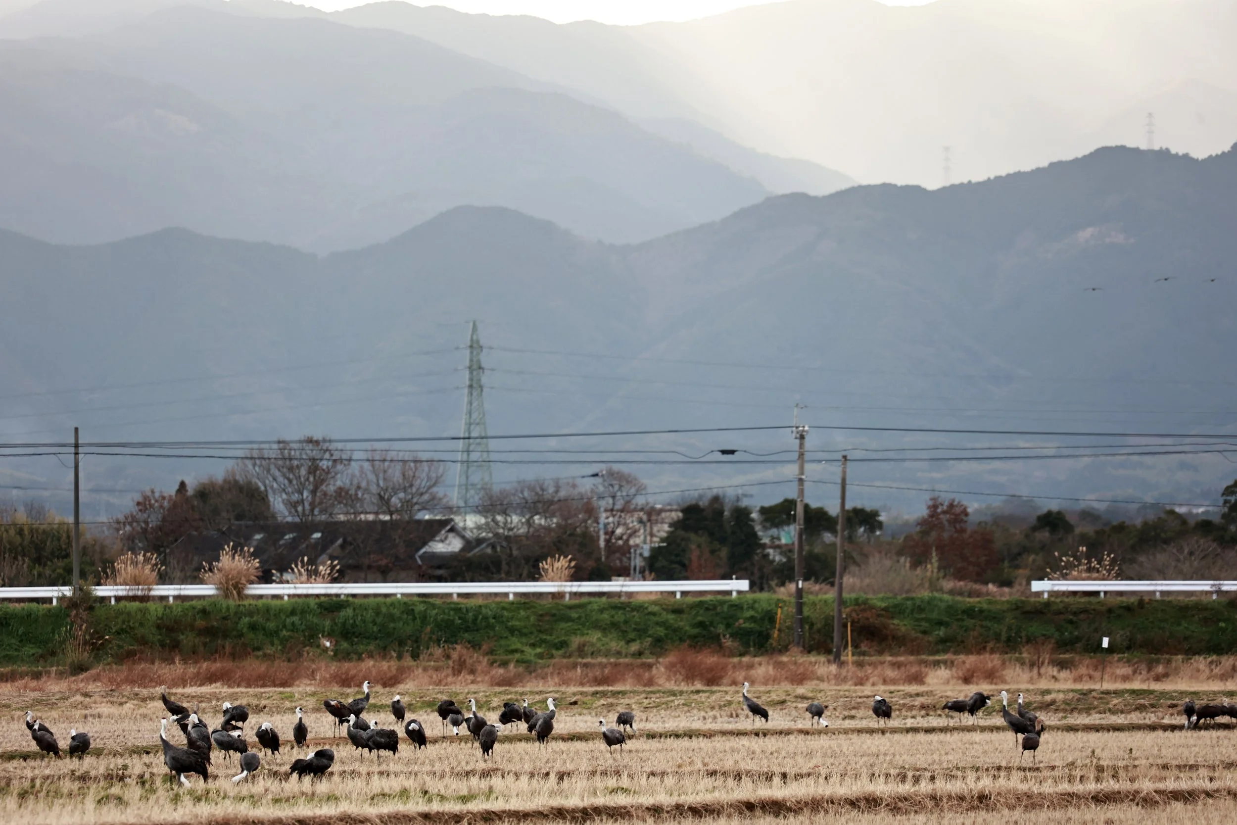Hooded Crane (Grus monacha) & White-naped Crane - Izumi Crane Park & Center, Izumi Kagoshima Kyushu Japan (9).jpg