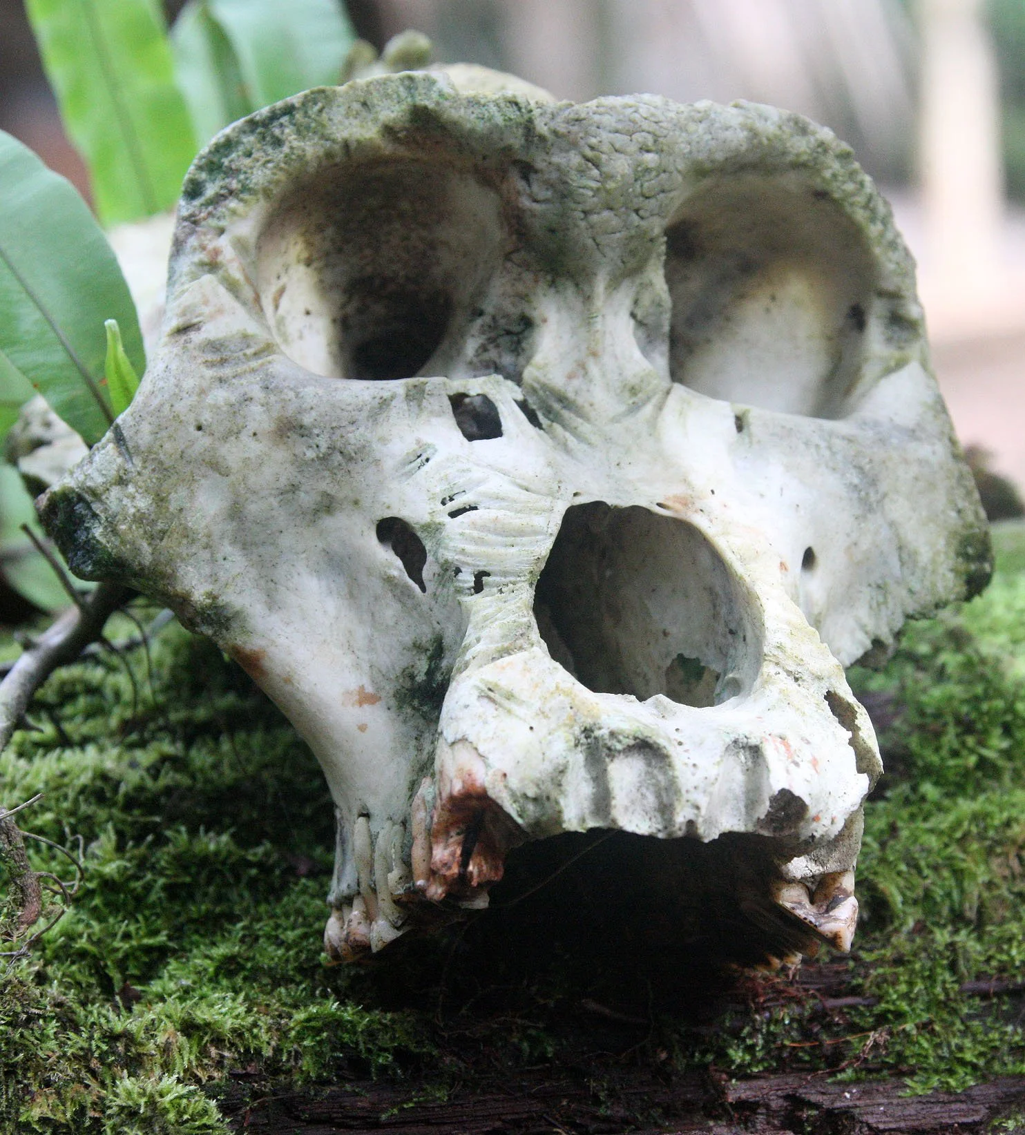 DZANGA NDOKI NATIONAL PARK CENTRAL AFRICAN REPUBLIC (50).JPG