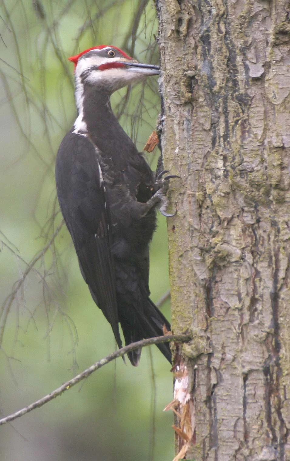 BIRD - WOODPECKER - PILEATED WOODPECKER - GASMAN (14).jpg