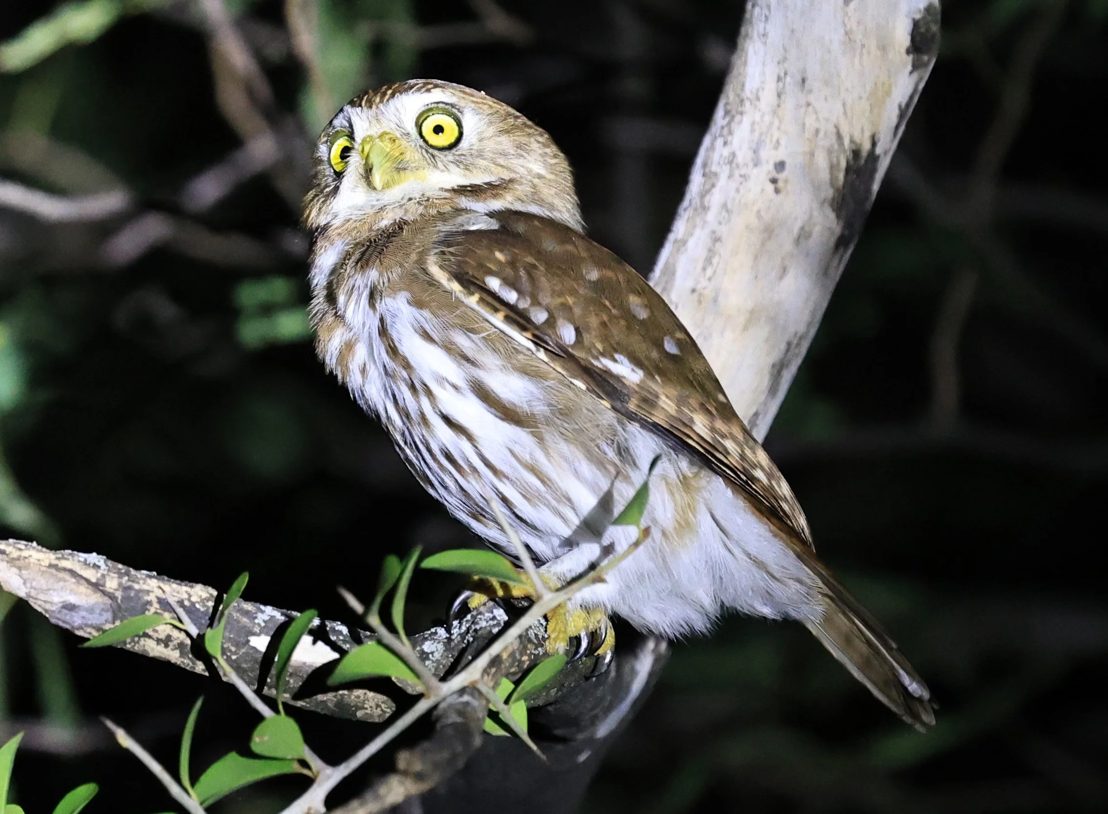 Ferruginous Pygmy-Owl (Glaucidium brasilianum) Reserva Nueland  Selva Serena (58).jpg