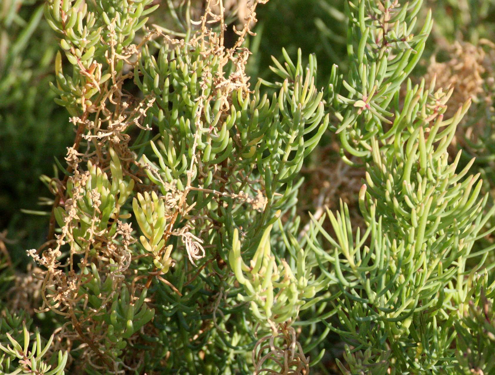 KHAO SAM ROI YOT THAILAND - SUAEDA MARITIMA.JPG