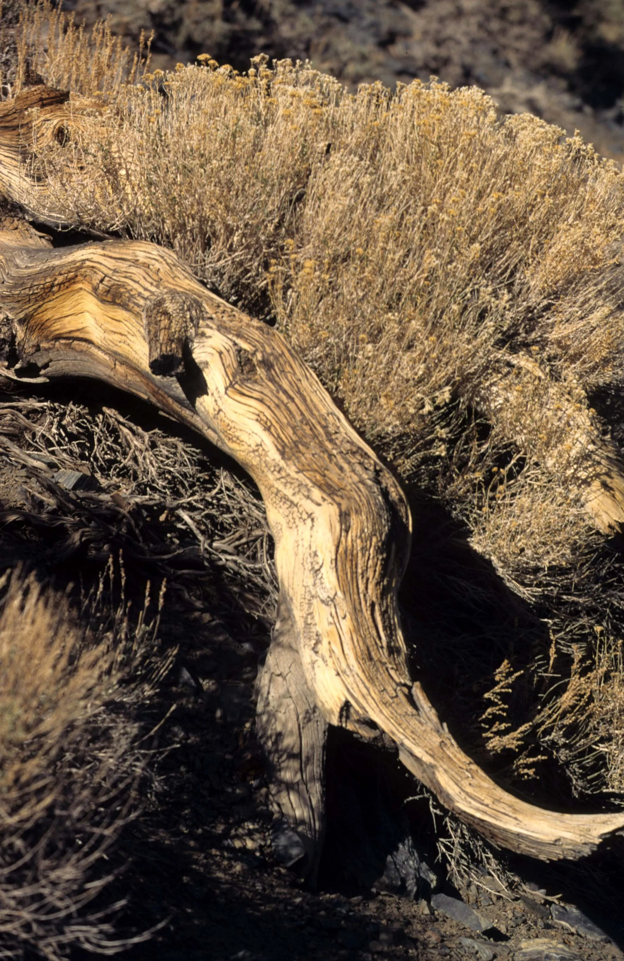 DEATH VALLEY - CHRYSOTHAMNUS SPECIES.jpg