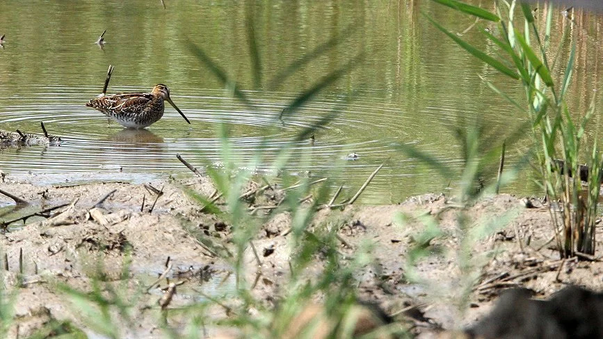 BIRD - SNIPE - COMMON SNIPE - GALLINAGO GALLINAGO - CHONGMING ISLAND - DONGTAN WETLANDS RESERVE (12).JPG
