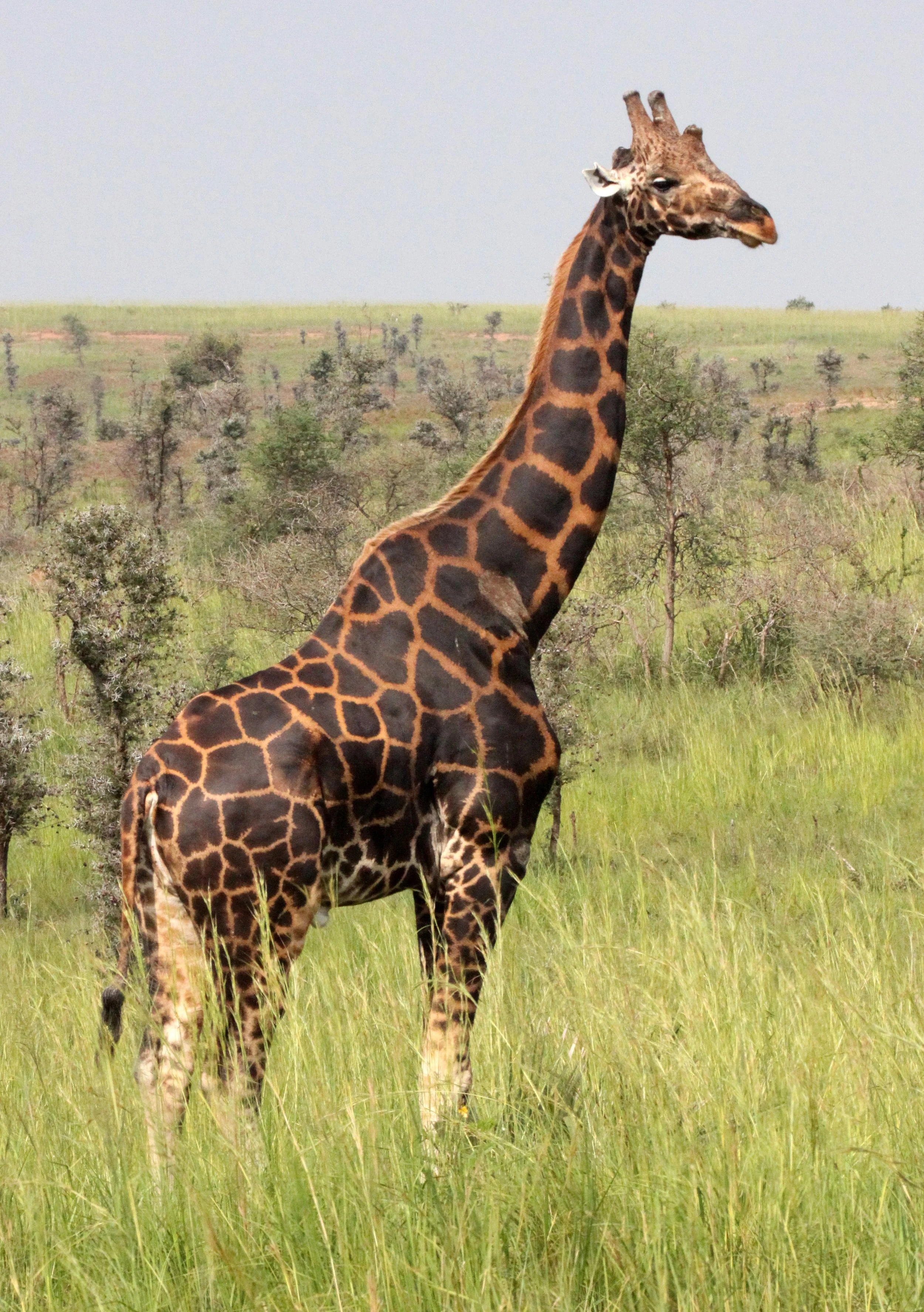 GIRAFFE - ROTHCHILD'S GIRAFFE - Giraffa camelopardalis congoensis - MURCHISON FALLS NP UGANDA (4).JPG
