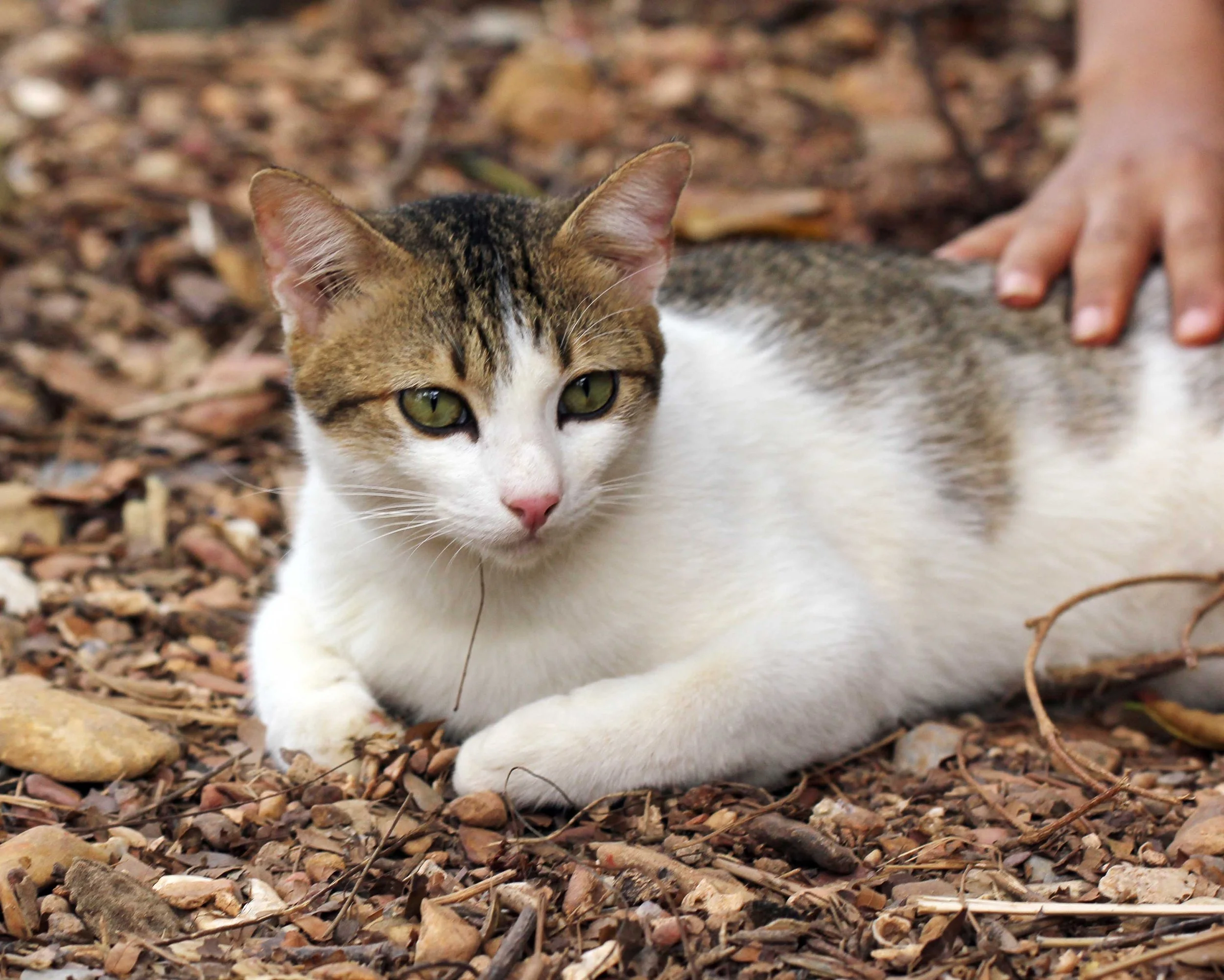 2015 Koh Lanta Songkran with friends from ISB (401).JPG