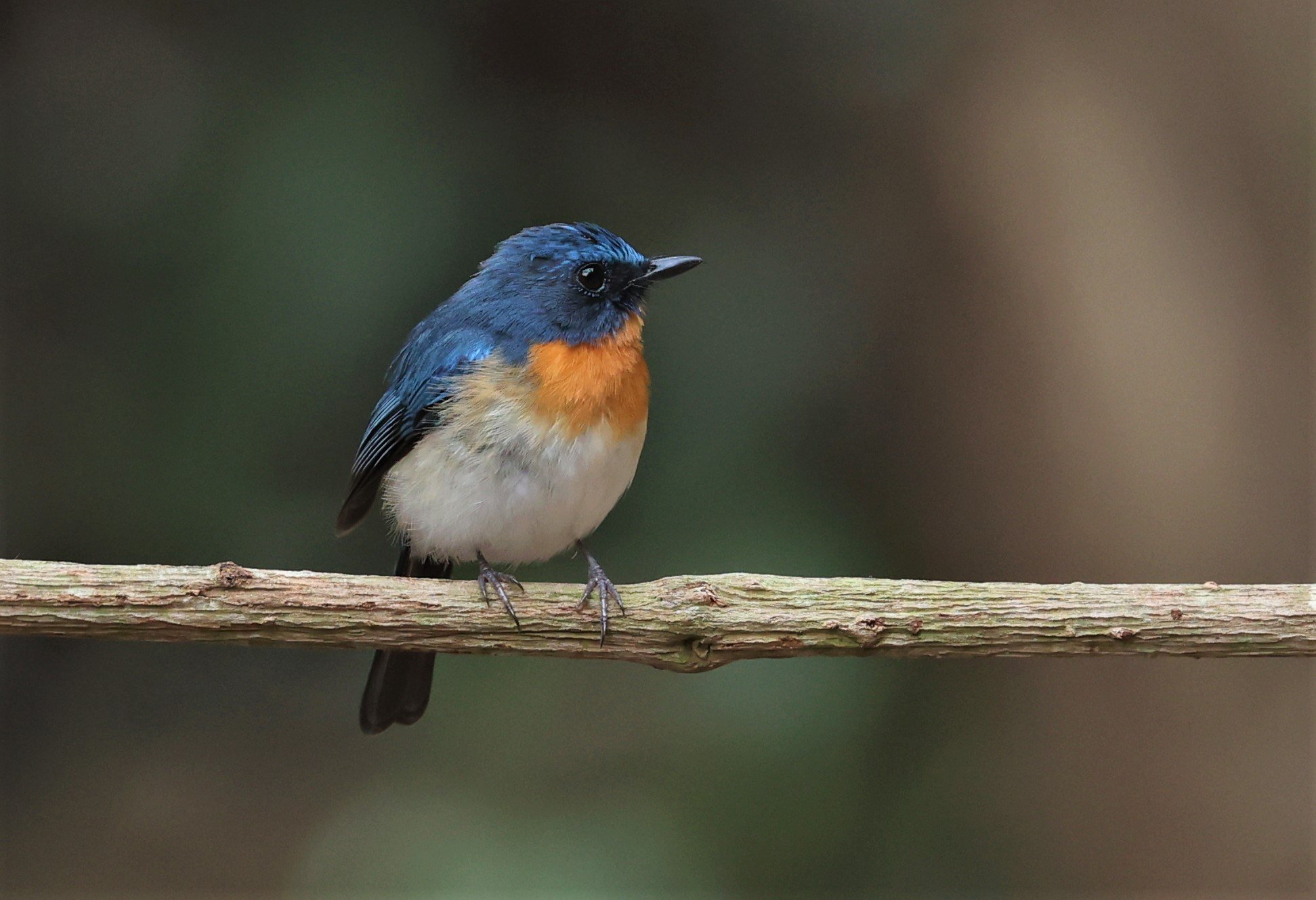 FLYCATCHER - INDOCHINESE BLUE-FLYCATCHER - Cyornis sumatrensis - SRI SATCHANALAI NP MANAO WATERHOLE MAY 1 2022 (83).jpg