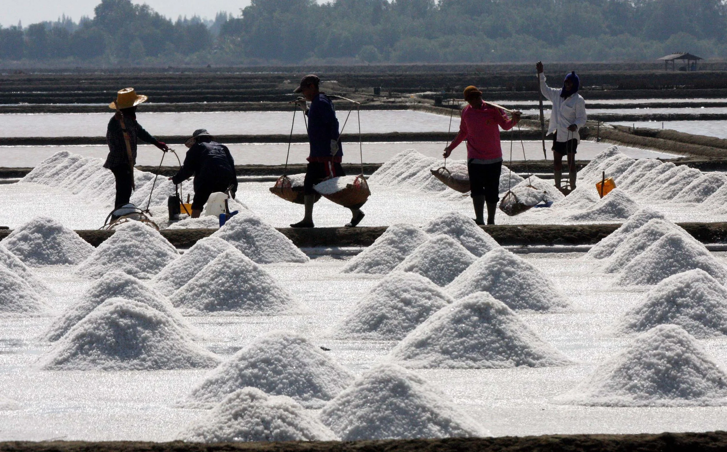 2009 Samut Songkran Salt & Shrimp in Ponds (5).JPG