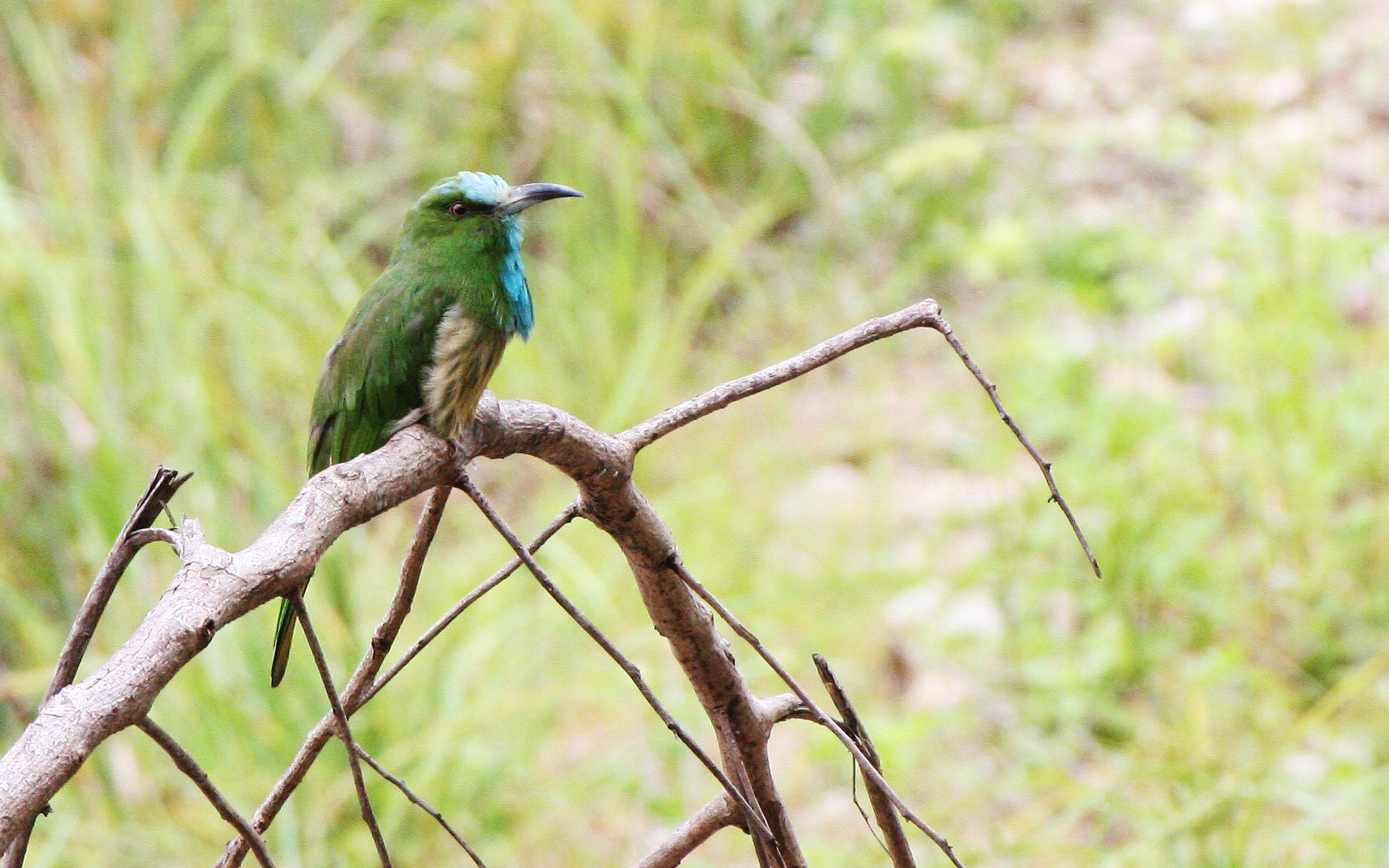 BEE-EATER - BLUE-BEARDED BEE-EATER - Nyctyornis amictus - HUAI KHA KHAENG THAILAND (9).JPG