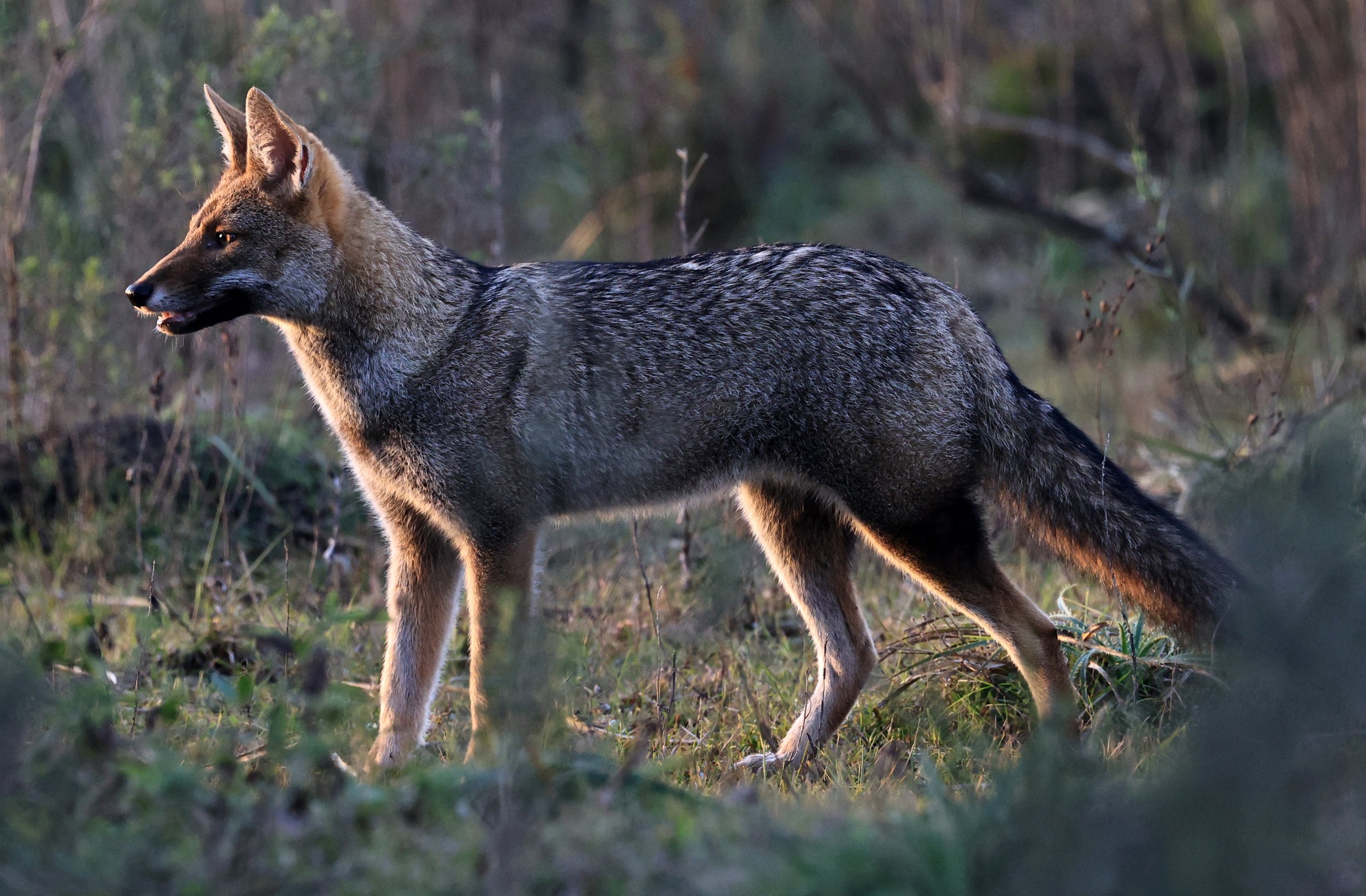 Pampas Fox (Lycalopex gymnocercus) El Palmar National Park, Entre Rios, Argentina (8).jpg