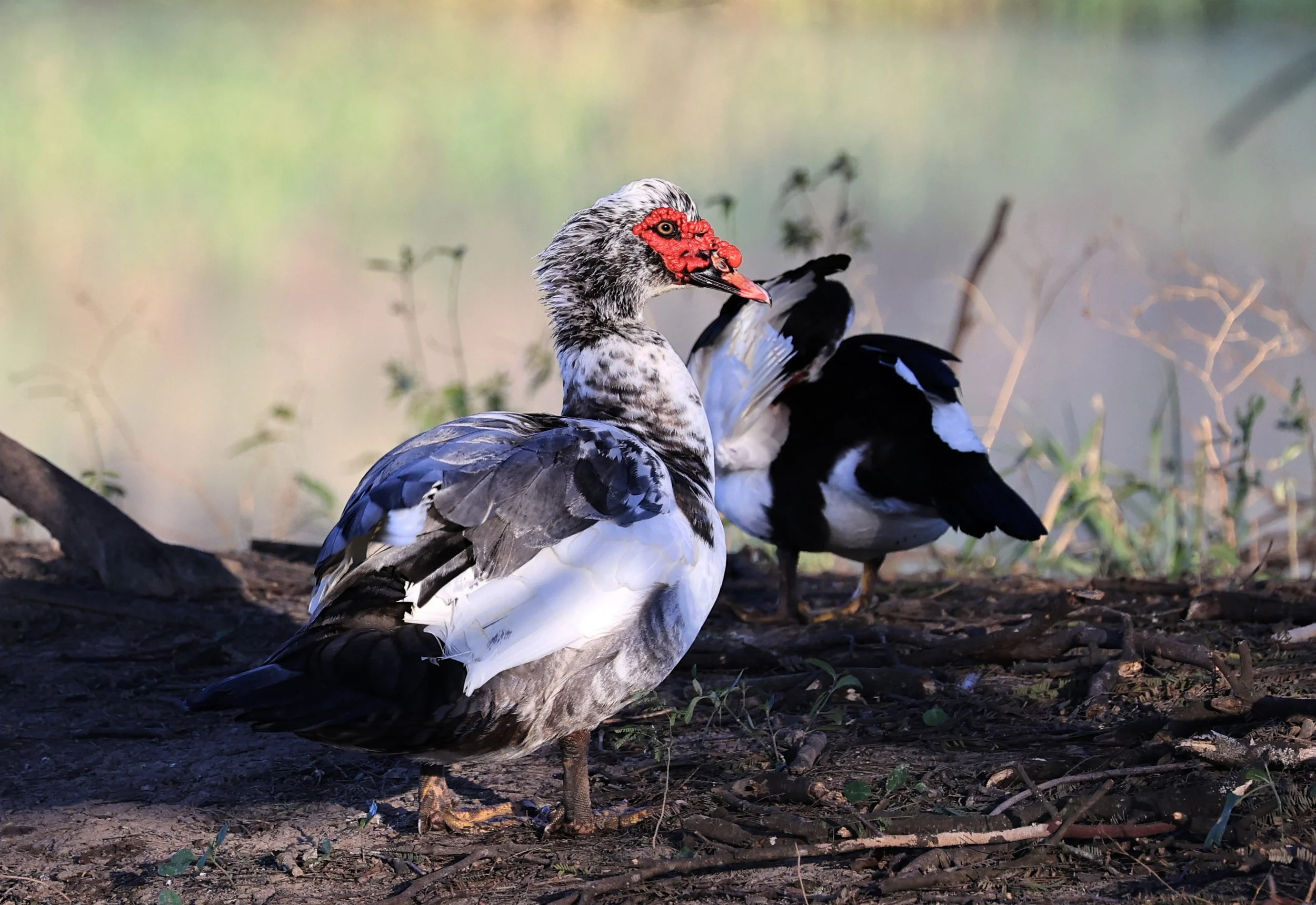 Muscovy Duck (Cairina moschata) Hotel Iparoma Campestre Paraguay (7).jpg