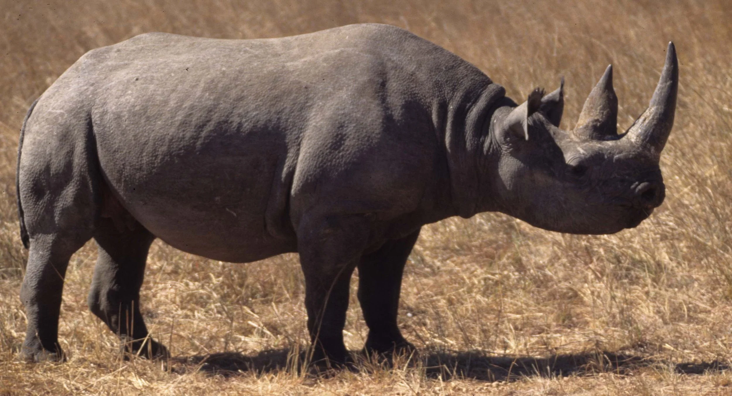 RHINO- BLACK - ZIMBABWE 9.jpg