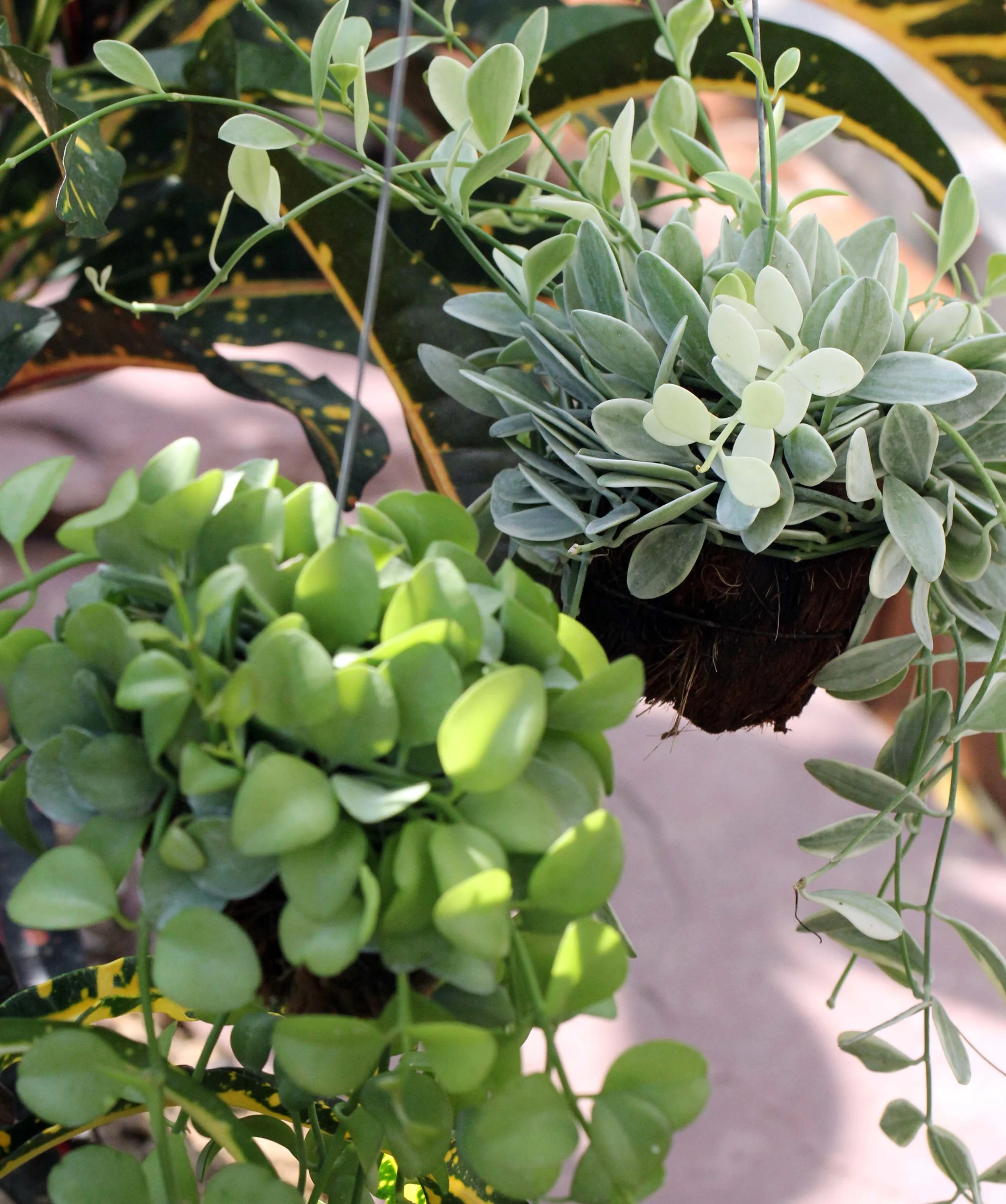 2013 Nonthaburi Setthasiri House and Nonthaburi Neighborhood (222).JPG