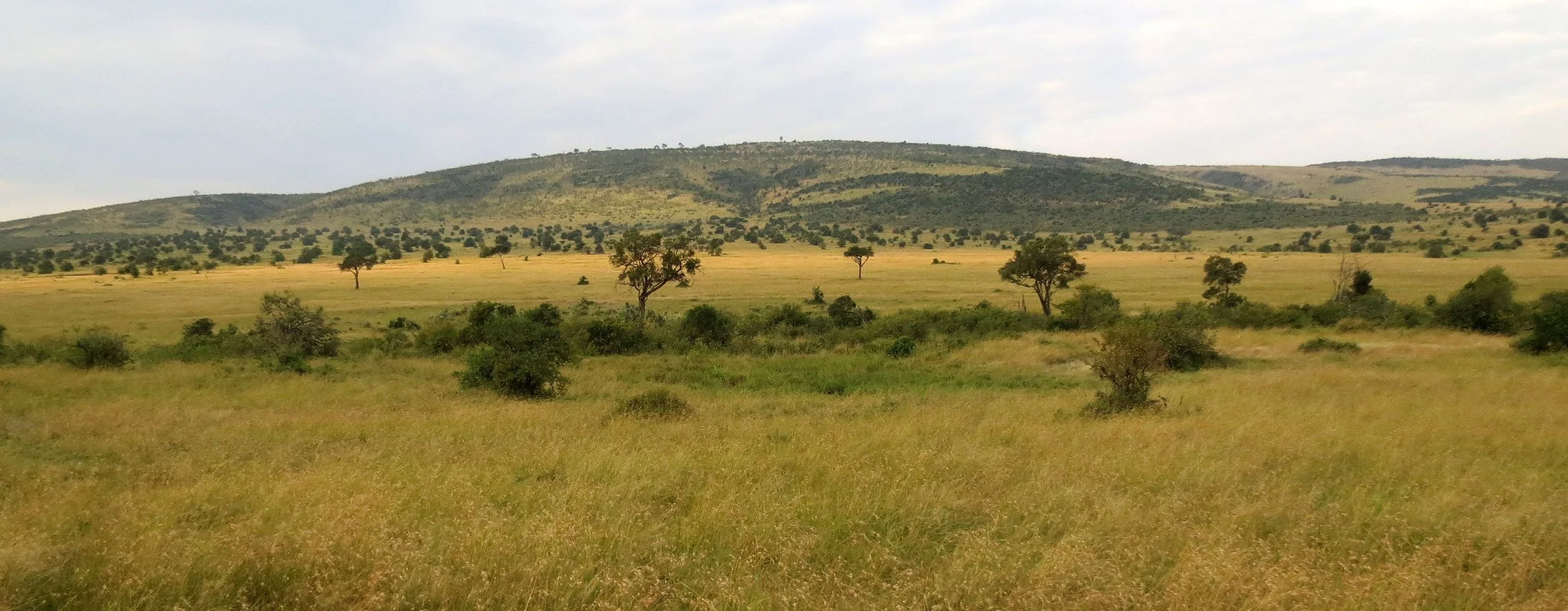 MASAI MARA NATIONAL PARK KENYA (167).JPG
