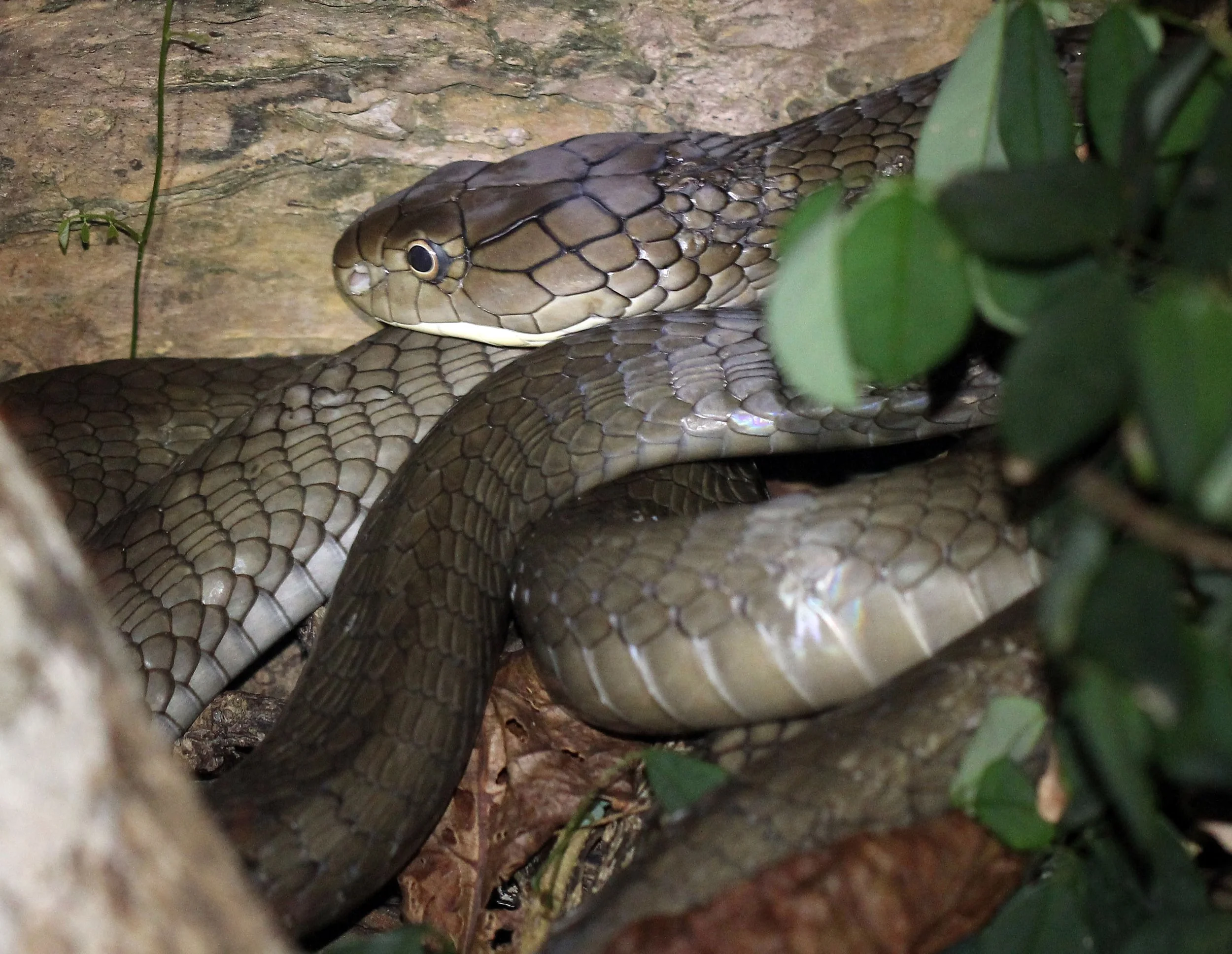 Ophiophagus hannah - KING COBRA - KOH LANTA THAILAND (1).JPG
