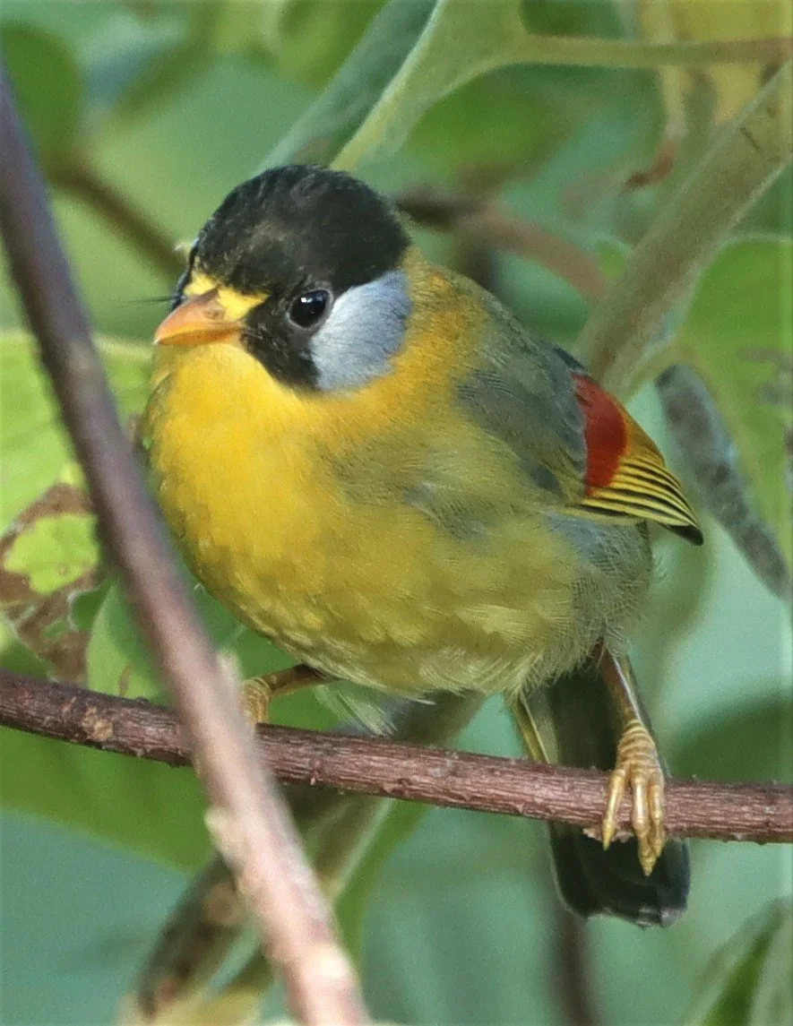 MESIA - SILVER-EARED MESIA - Leiothrix argentauris - DOI ANG KANG CHIANG MAI (23).jpg