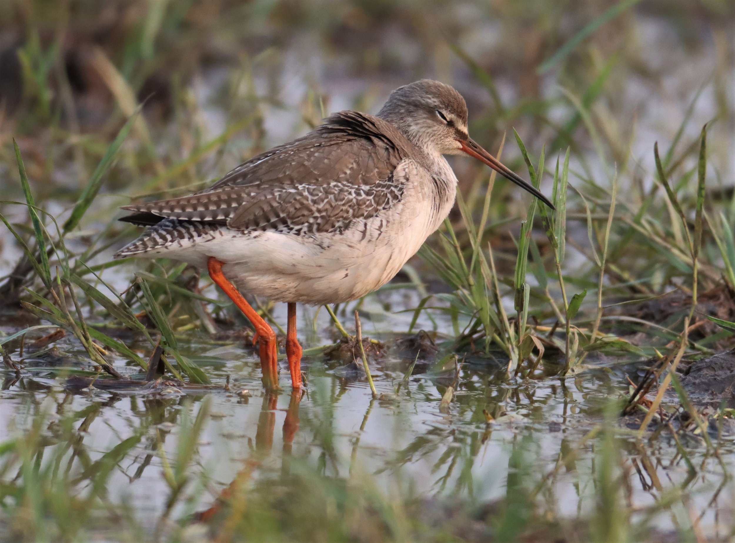 REDSHANK - SPOTTED REDSHANK - Tringa erythropus - PATHUM THANI RICE RESEARCH CENTER MARCH 13 (11).jpg