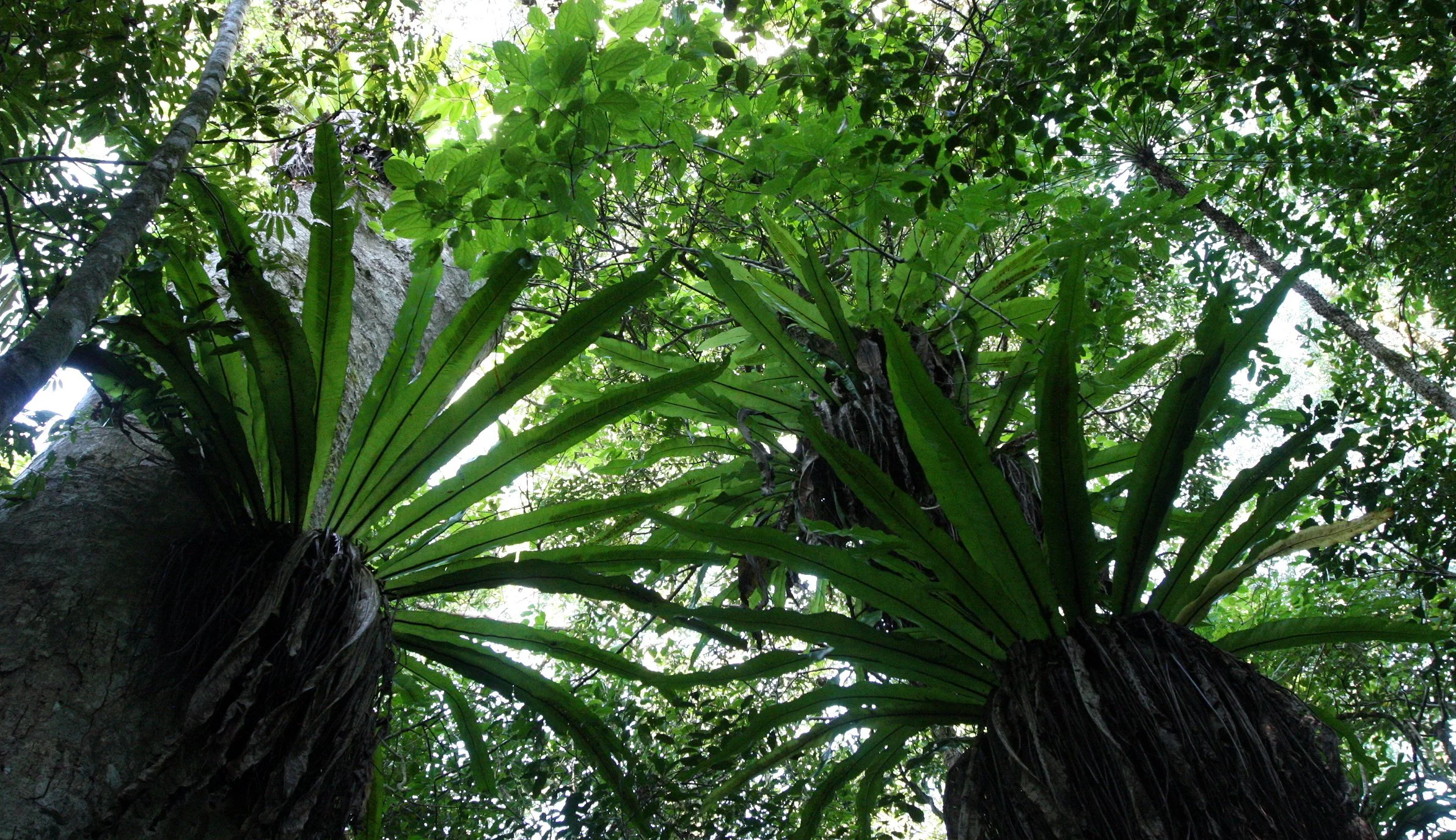 PLANT - FERN - APLENIUM NIDUS - BIRD'S-NEST FERN - MONTAGNE D'AMBRE NATIONAL PARK  (4).JPG