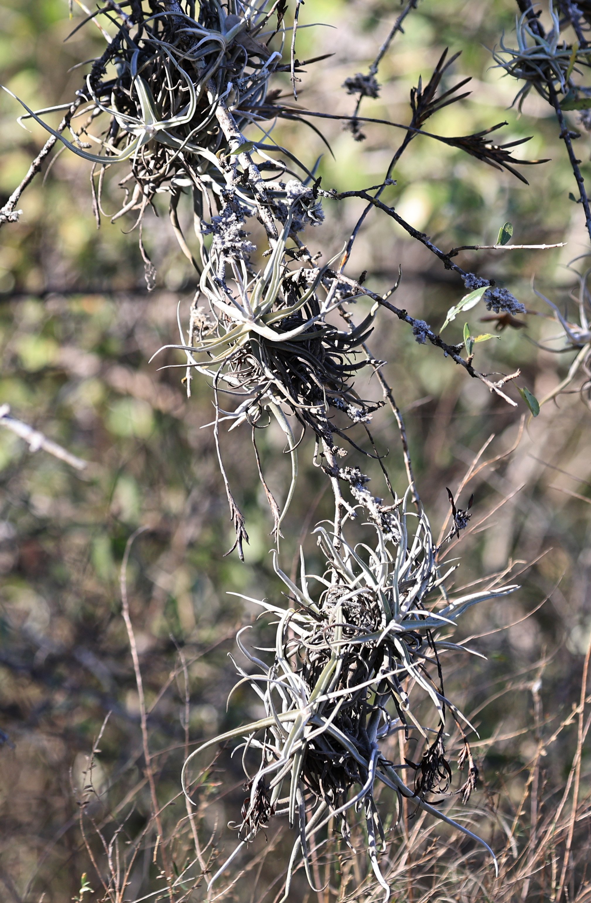Tillandsia recurvata