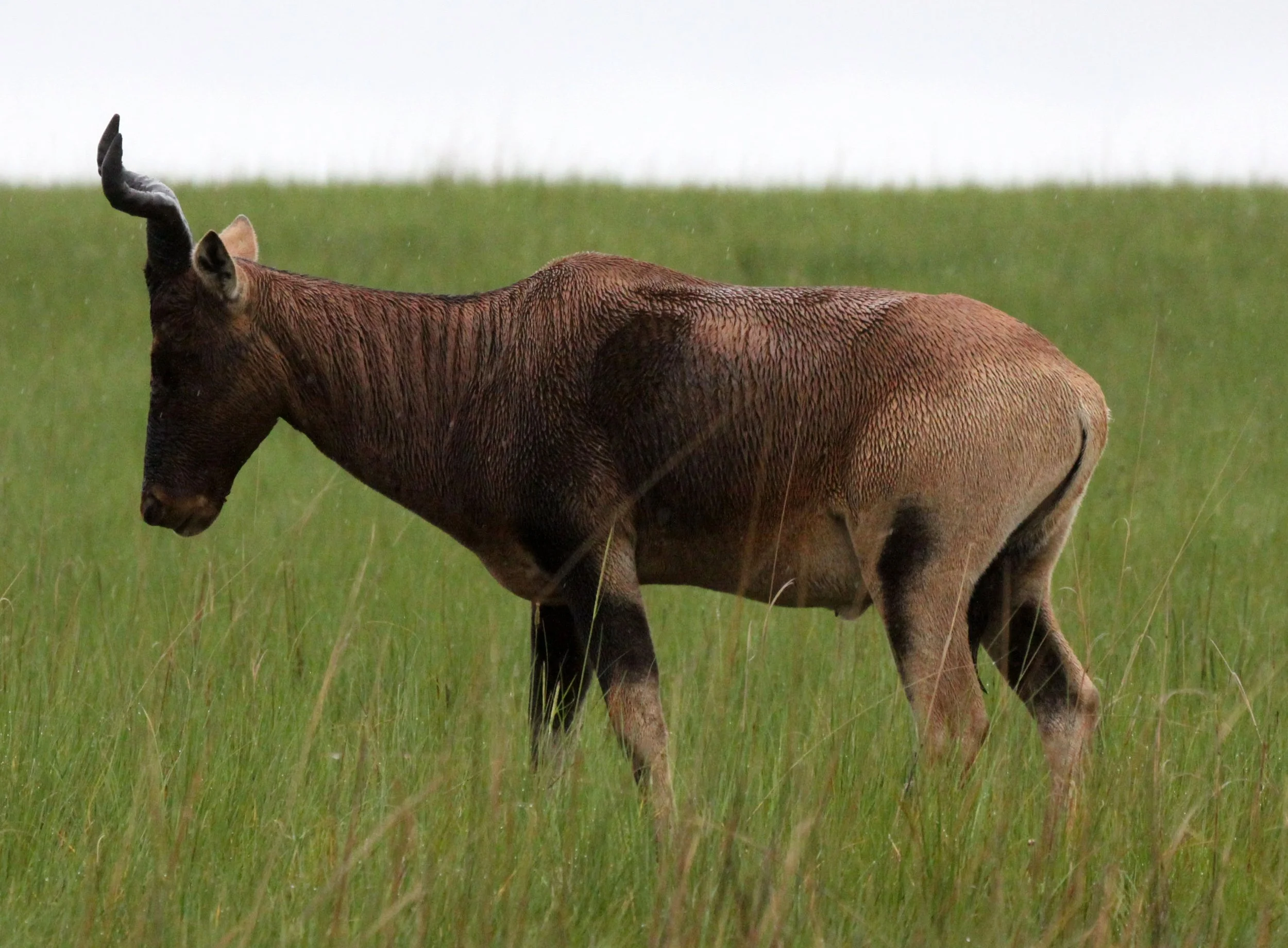 HARTEBEEST - SWAYNE'S HARTEBEEST - Alcephalus swaynei - SENKELE SANCTUARY ETHIOPIA (35).JPG